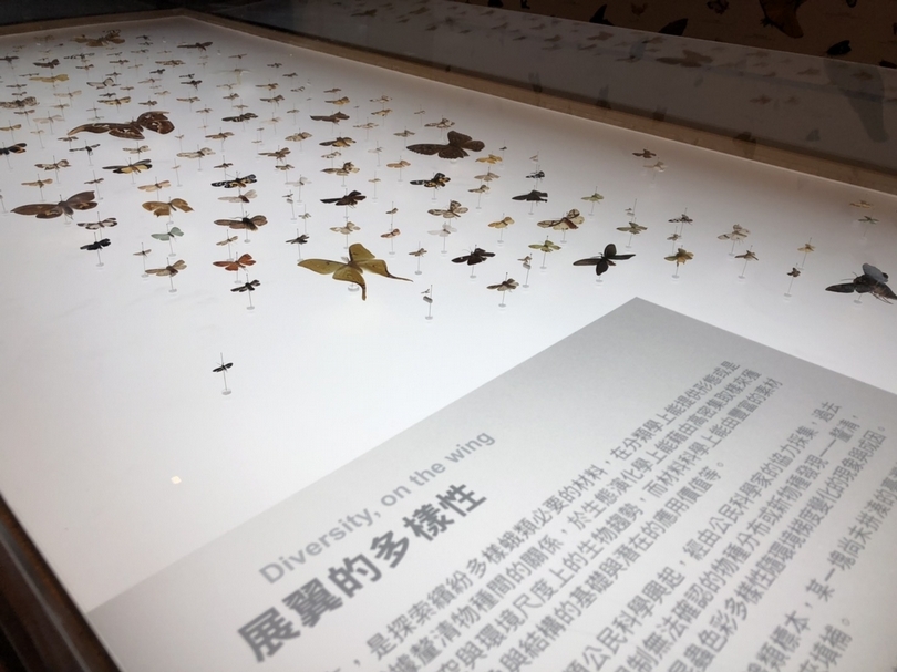 這裡是蛾的標本，排列成臺灣的圖樣