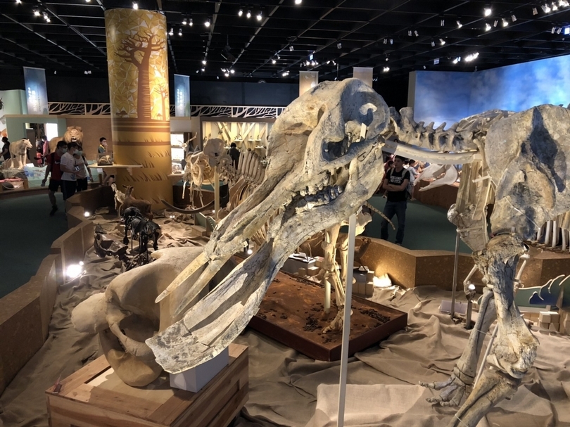 【小典藏│愛看展】科博館特展《繽紛的生命》從生物多樣性看見美麗的家園
