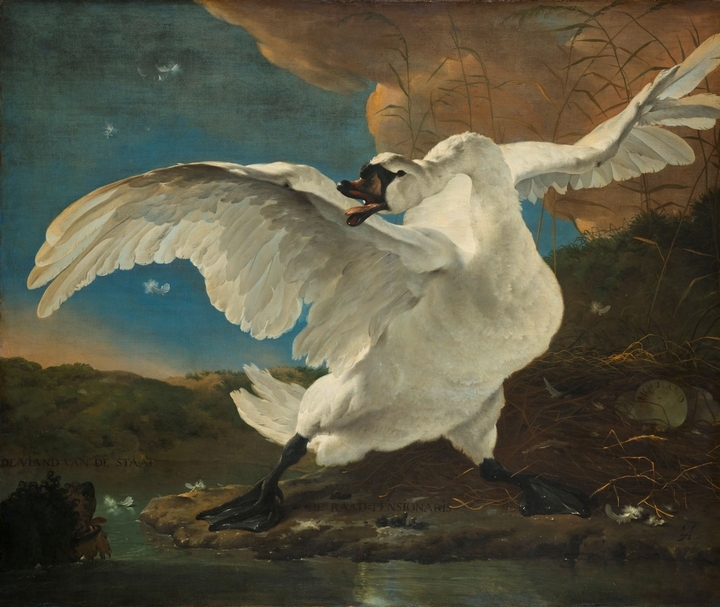 楊・阿瑟林（Jan Asselijn），〈受驚的天鵝〉（The Threatened Swan），144x171公分， 油彩、畫布，約1650年，阿姆斯特丹國家博物館典藏（Rijksmuseum）