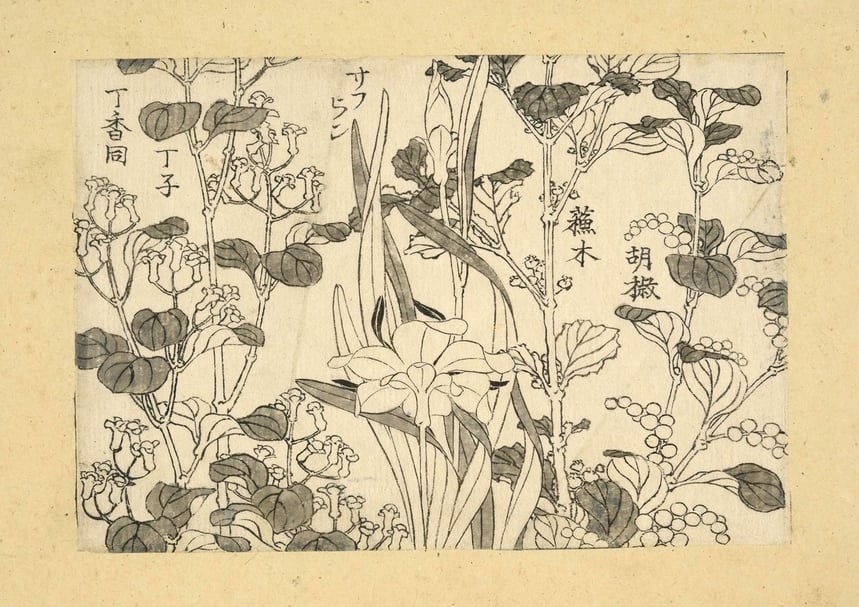 《萬物繪本大全圖》中的植物圖像。(© The Trustees of the British Museum)