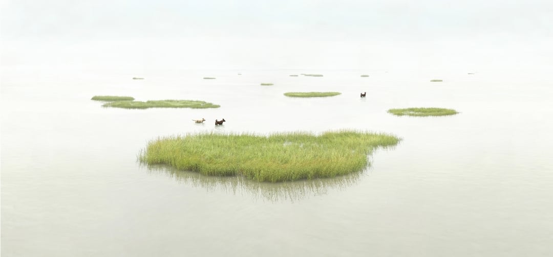 「2020台灣美術雙年展」子題五「節慶/沙洲/綠覆率」展出作品：楊順發《台灣土狗 Taiwan To Go ─ No 02》，數位輸出，尺寸視場地而定，2019。（藝術家提供）