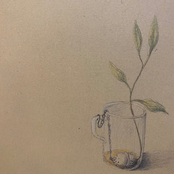 Joanna Concejo作品裡的各種植物姿態 《沒有名字的老人》（大塊文化）