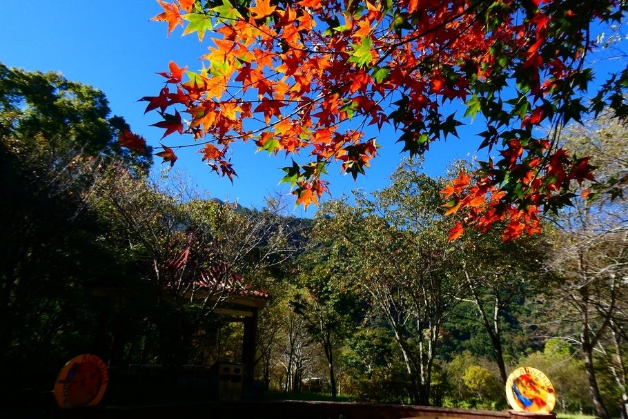 奧萬大是國內著名的賞楓景點，其欣賞的主角包括：楓香、青楓、落羽松、水杉、九芎、山漆、櫸木….。(圖片取自奧萬大情報站臉書粉絲團)