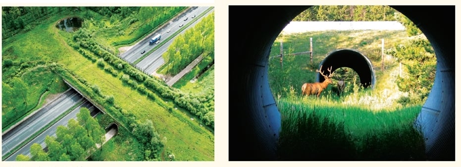 位在加拿大一座繁忙道路下方的野生動物隧道(左)和荷蘭的一座野生動物橋(右)
