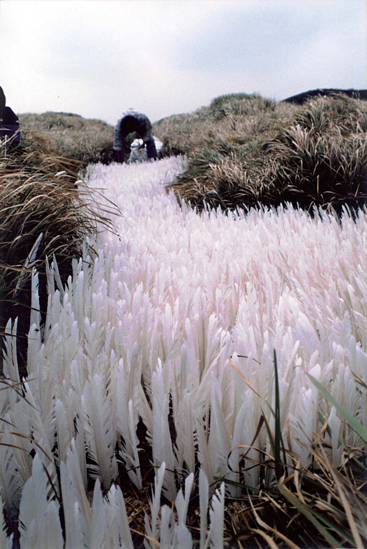 2001澎湖地景藝術節現場，圖為游文富作品《讓沙丘飛行》。（橘園國際藝術提供）