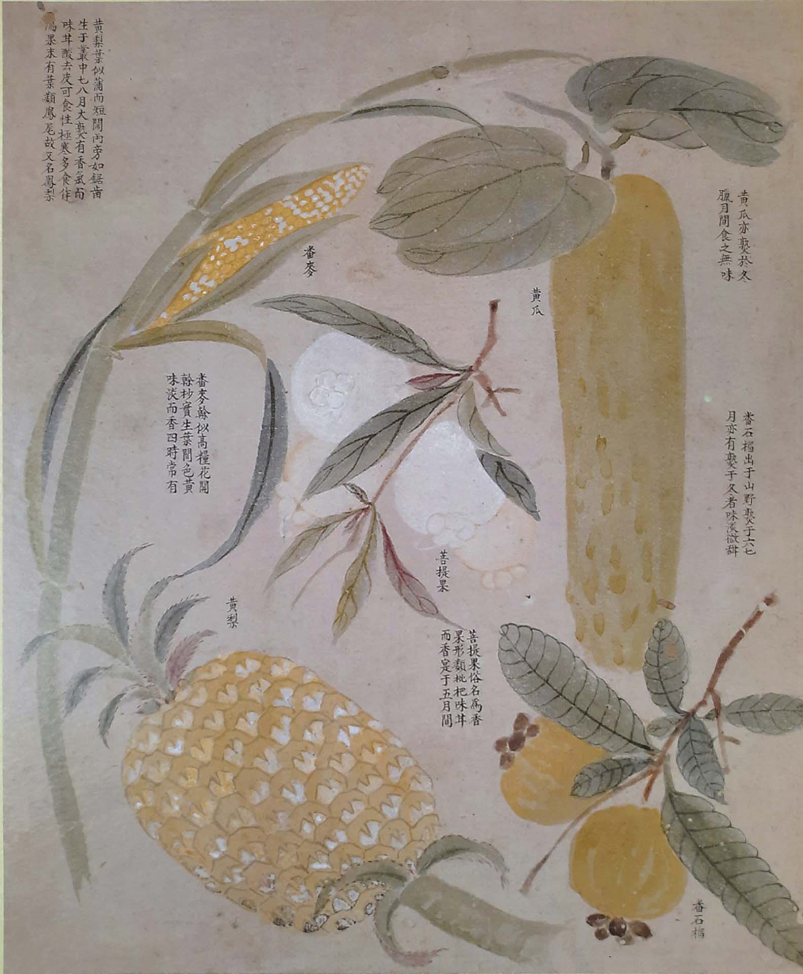 番社采風圖—番麥等作物。（作者翻攝自《采風圖合卷》）