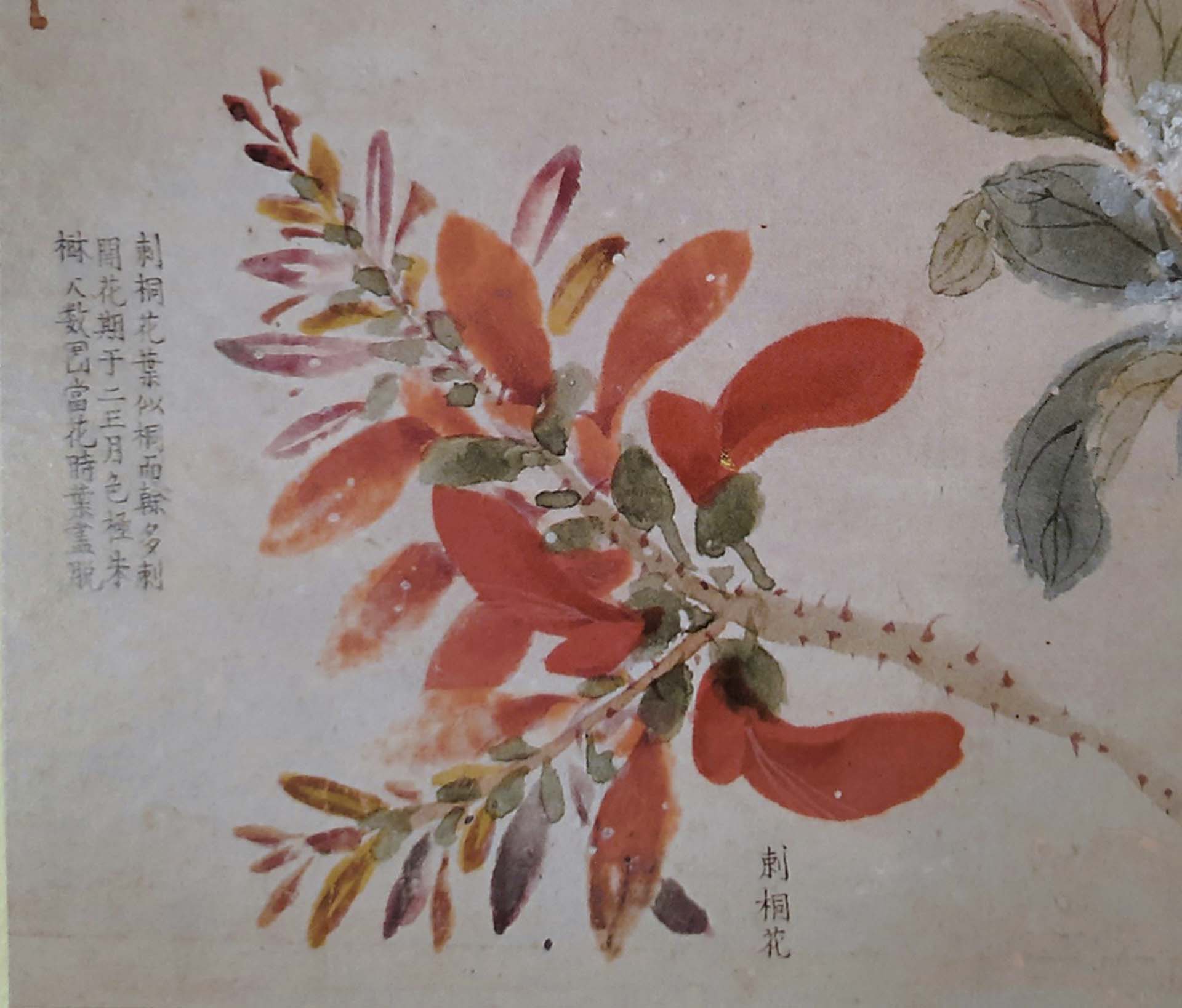 番社采風圖—刺桐花。（作者翻攝自《采風圖合卷》）
