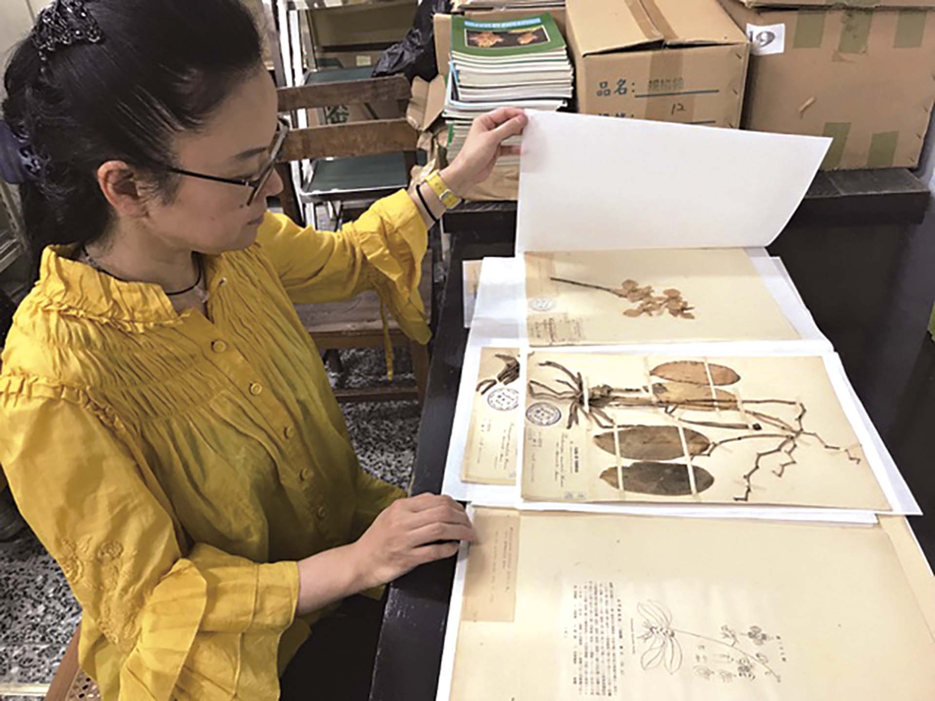 柳美和2019年在台灣大學植物標本館觀看阿婆蘭的標本。(柳美和提供)