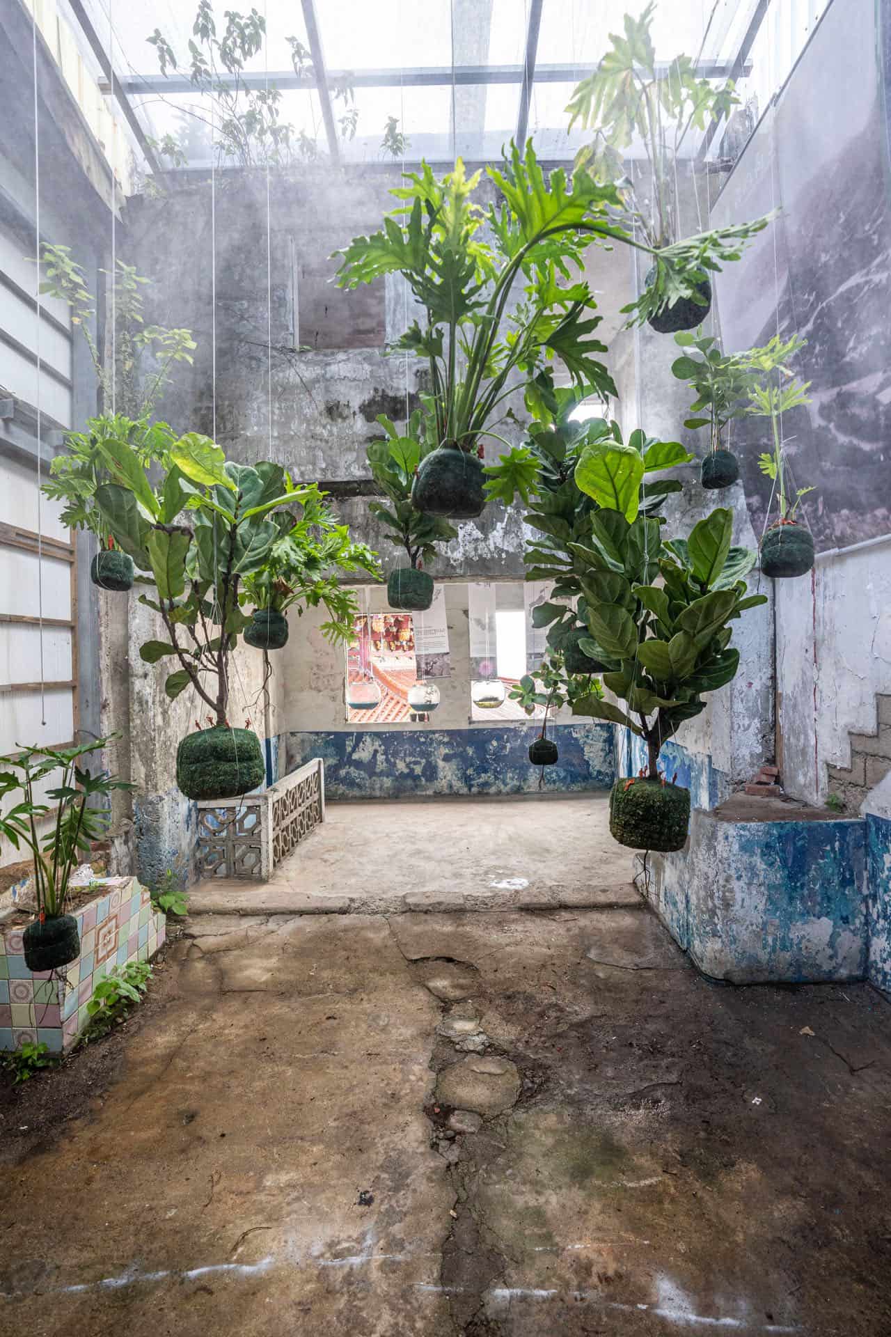 李芝瑜《植物微星球計畫》以生態科技技術，探討馬祖特有植物的培育技術與生態視野，圖為馬祖國際藝術島提供