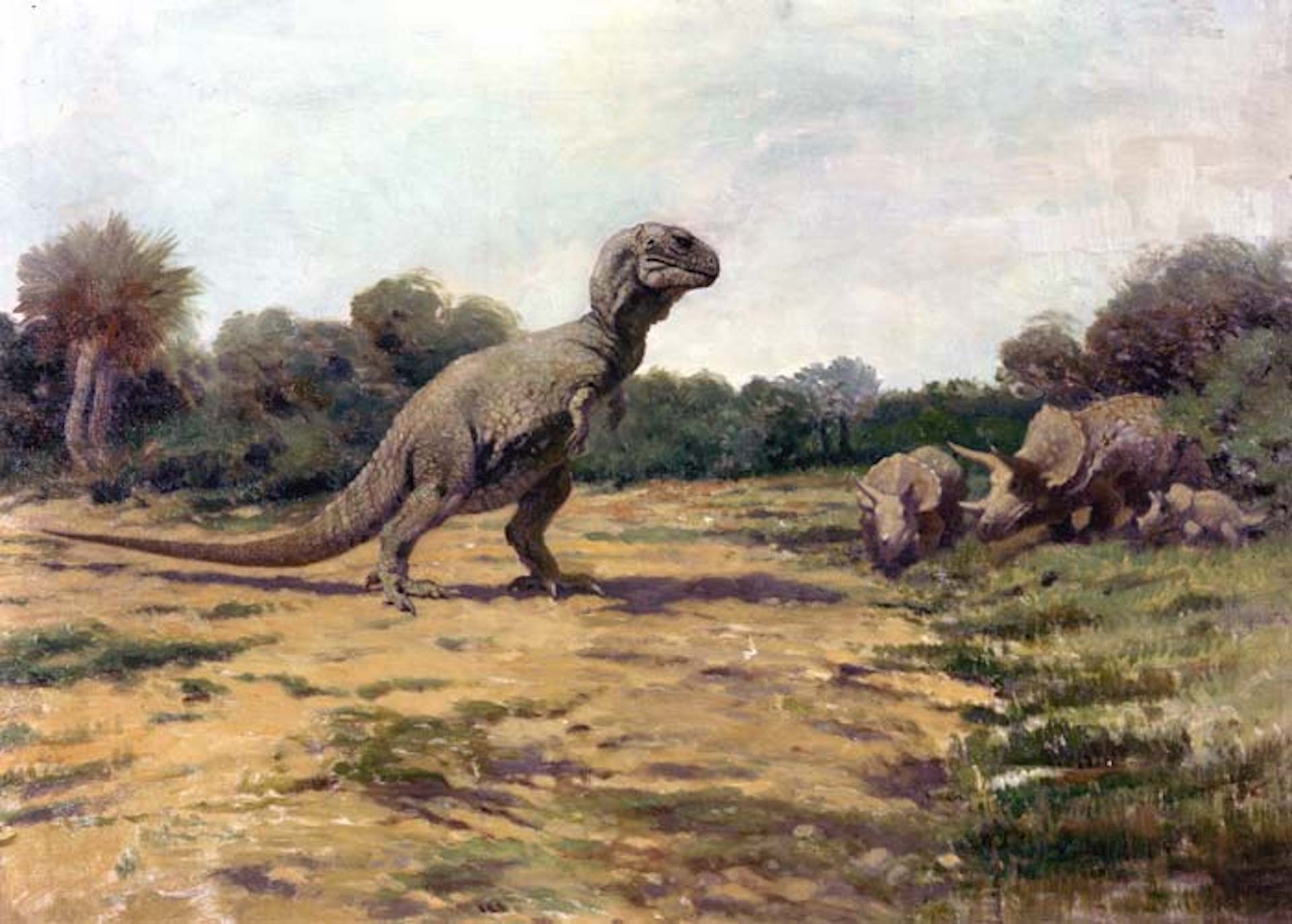 查爾斯．耐特（Charles R. Knight），《霸王龍》（Tyrannosaurus），年代不詳。（Public Domain）