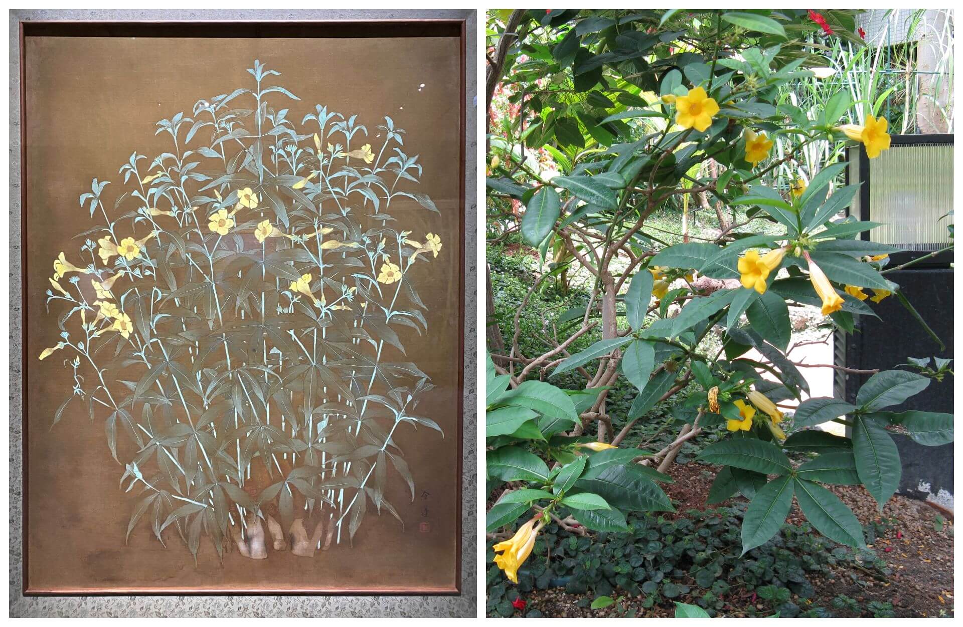 左：邱金蓮，《阿拉曼達》，1933，膠彩絹本。（攝影／李孟學）右：絲蘭屬（Yucca gloriosa）。（Public Domain）