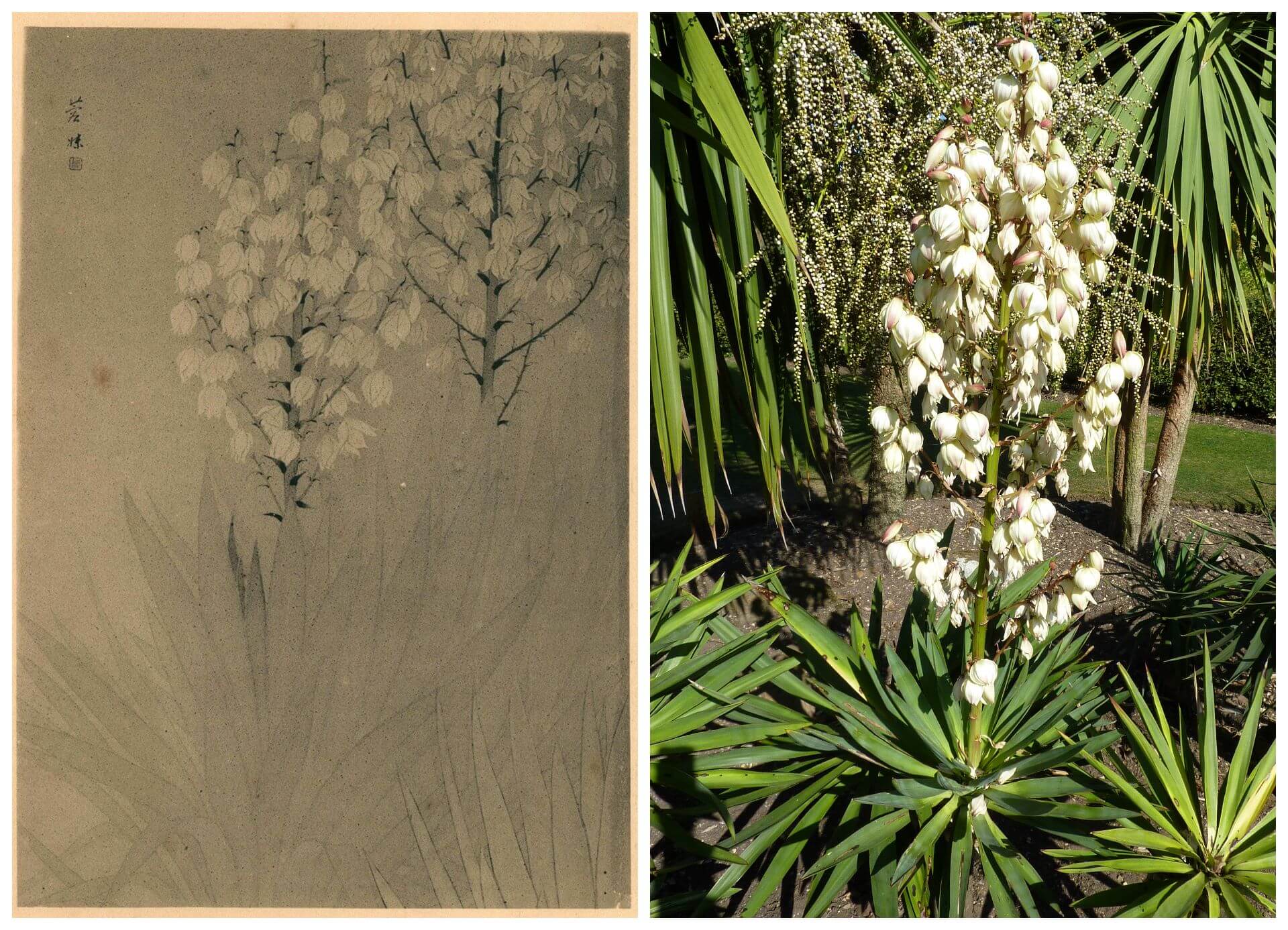 左：彭榮妹，《君之代蘭》，1933。（圖片來源：臺府展史料庫）右：黃蟬屬植物小花黃蟬（Allamanda schottii）。（Public Domain）