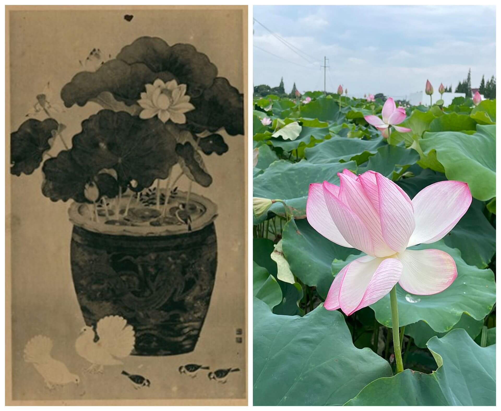 左：張李德和，《庭前所見》，1933。（圖片來源：臺府展史料庫）右：蓮花（Nelumbo nucifera）。（Public Domain）