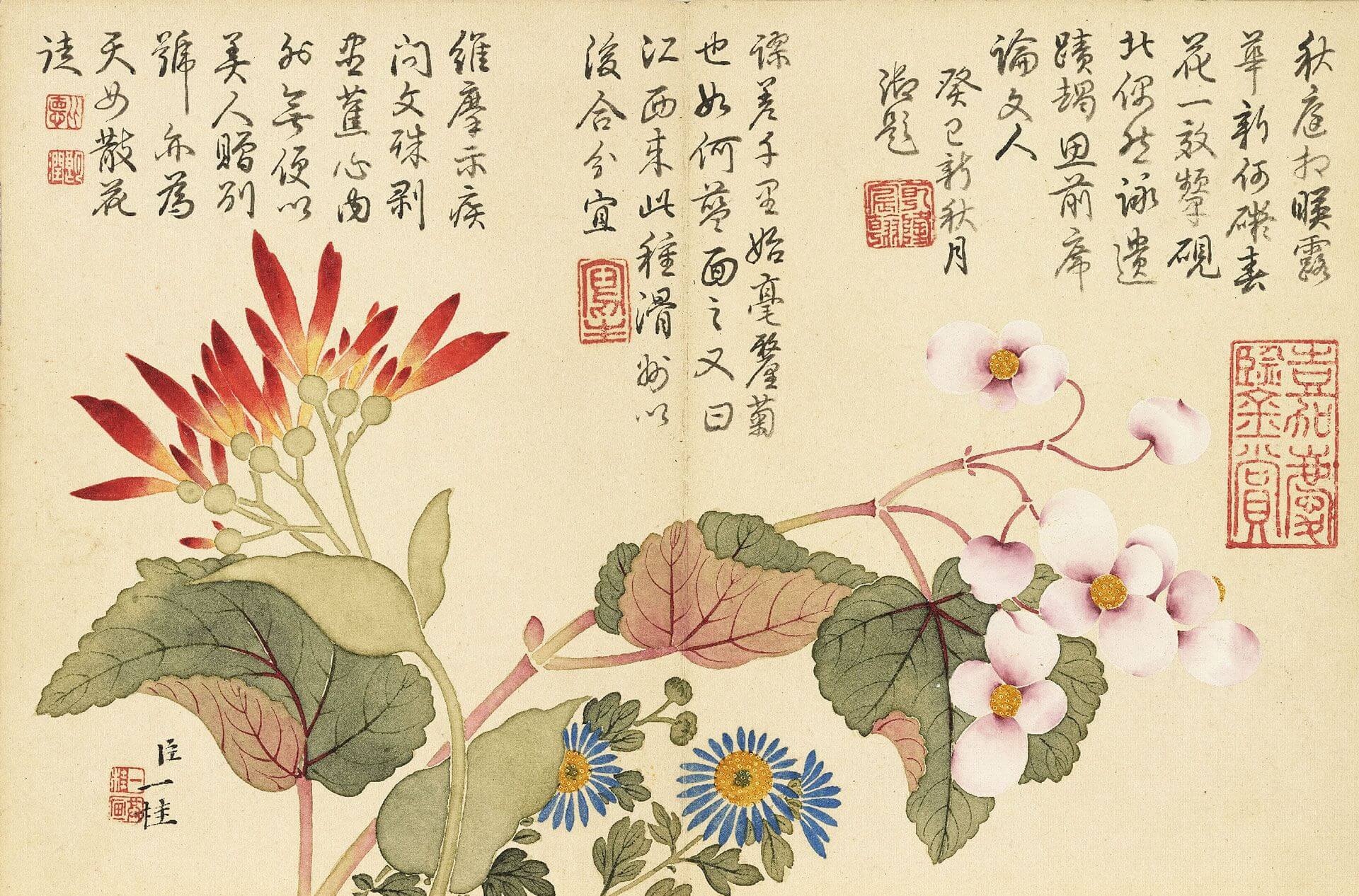清 鄒一桂 《畫花卉冊》（美人蕉、秋海棠、藍菊），紙本設色，14.9×22.6公分，國立故宮博物院藏。（©國立故宮博物院）