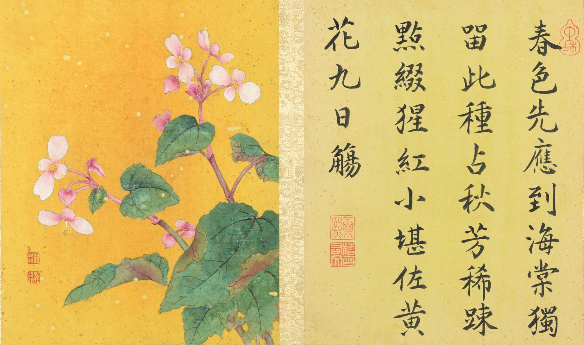 清 蔣廷錫 《畫群芳擷秀冊》秋海棠，紙本設色，22.5×18公分，國立故宮博物院藏。（©國立故宮博物院）