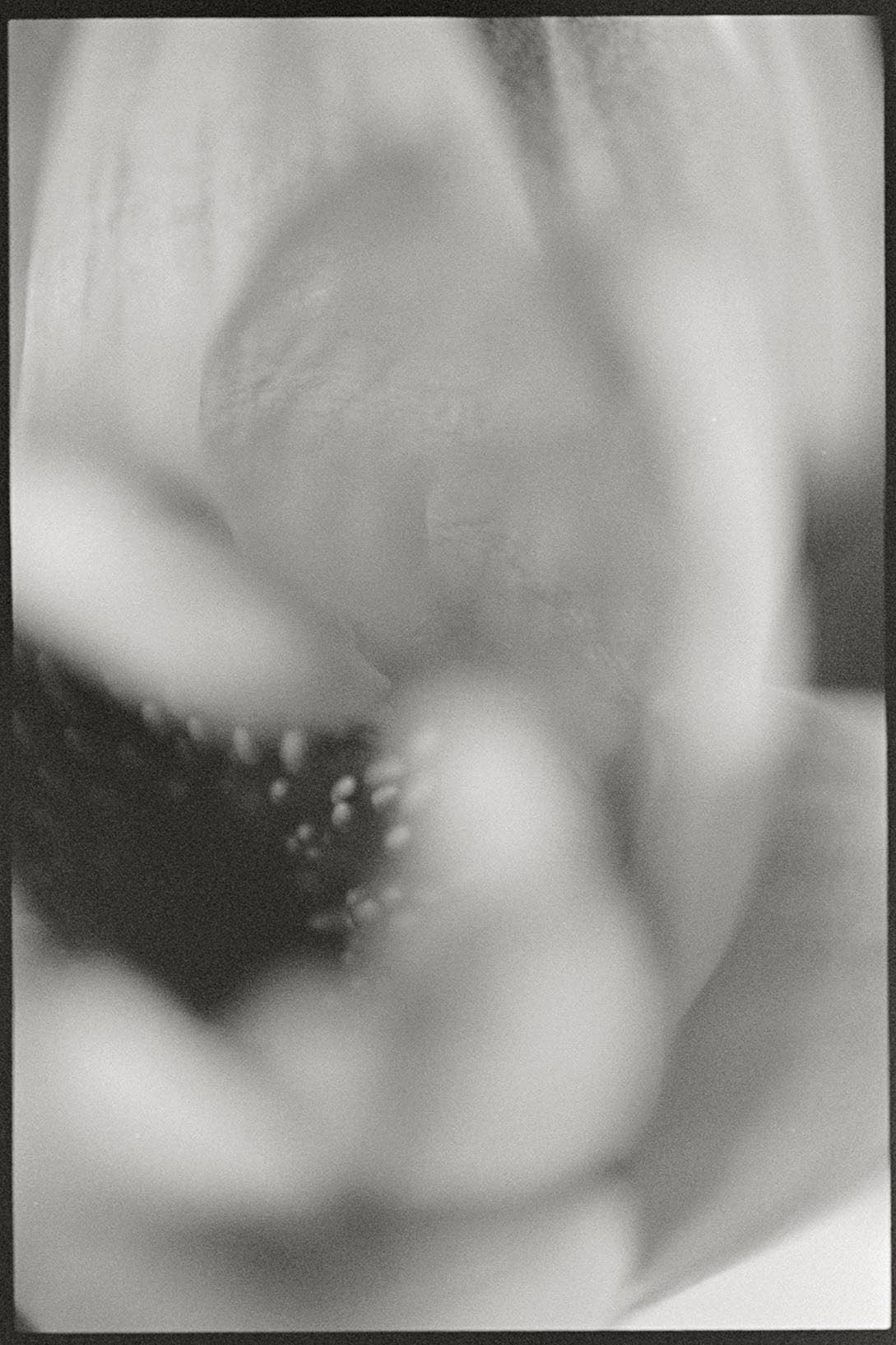 葉怡暄攝影作品《花隱Fleur invisible（模糊，Indistinctness #8）》（2002）。（葉怡暄提供）