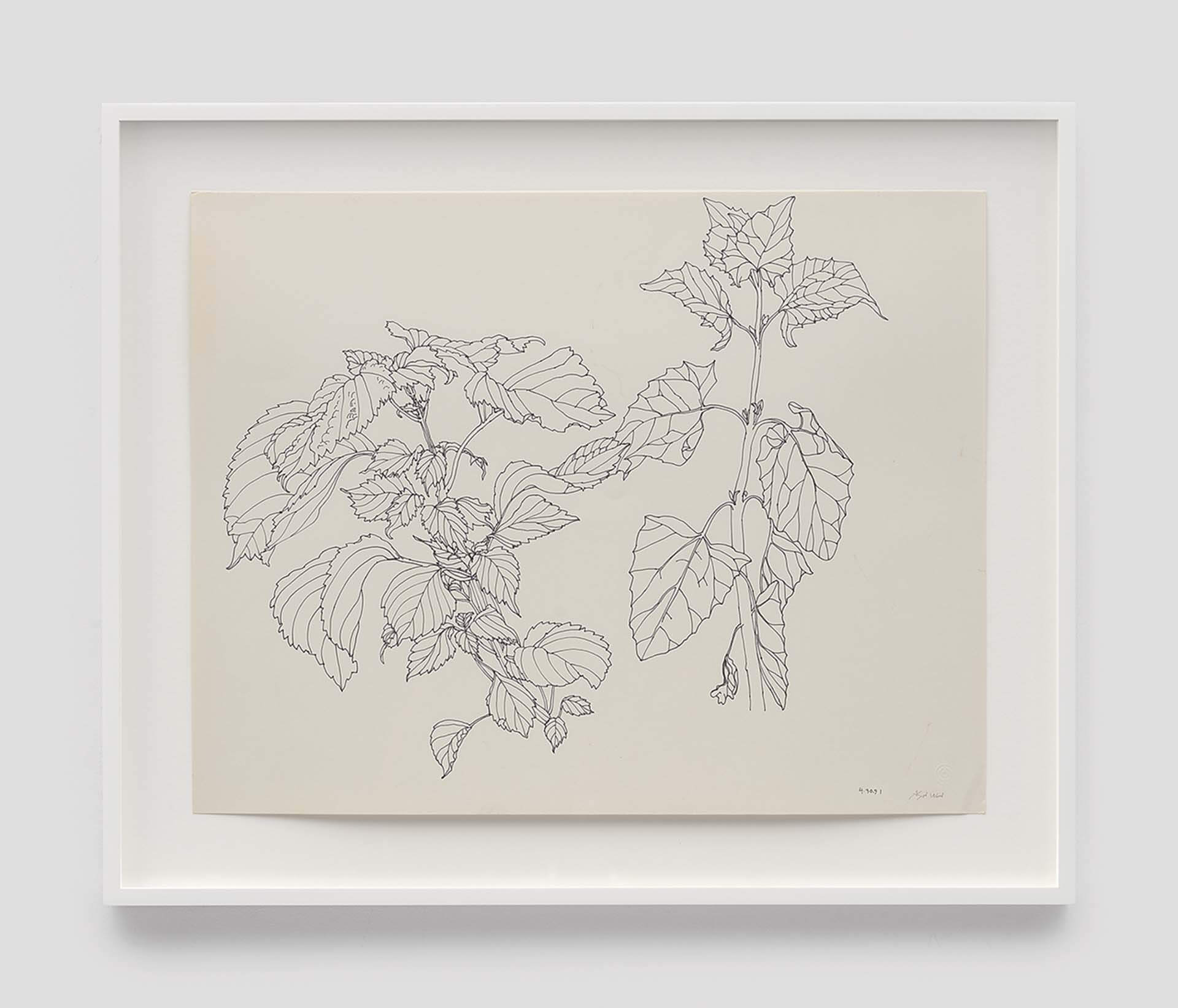 魯斯．阿薩瓦，《無題》（PF.572，紫蘇），1991年。藝術作品©2024魯斯．阿薩瓦．拉尼爾公司／紐約藝術家版權協會（ARS），圖片由卓納畫廊提供。