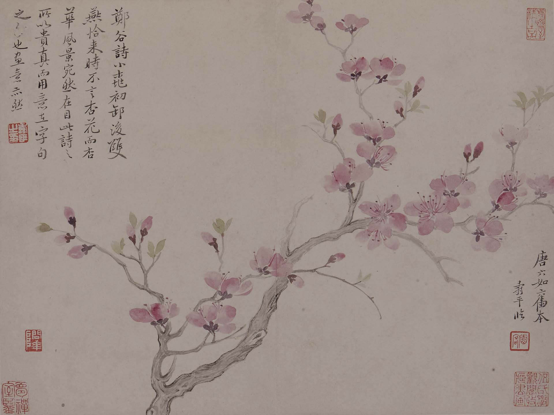 清 惲壽平1680年作《花卉冊》，紙本設色，畫八頁、跋二頁，各26×34公分，溪客舊廬藏。（圖為其中一頁）。