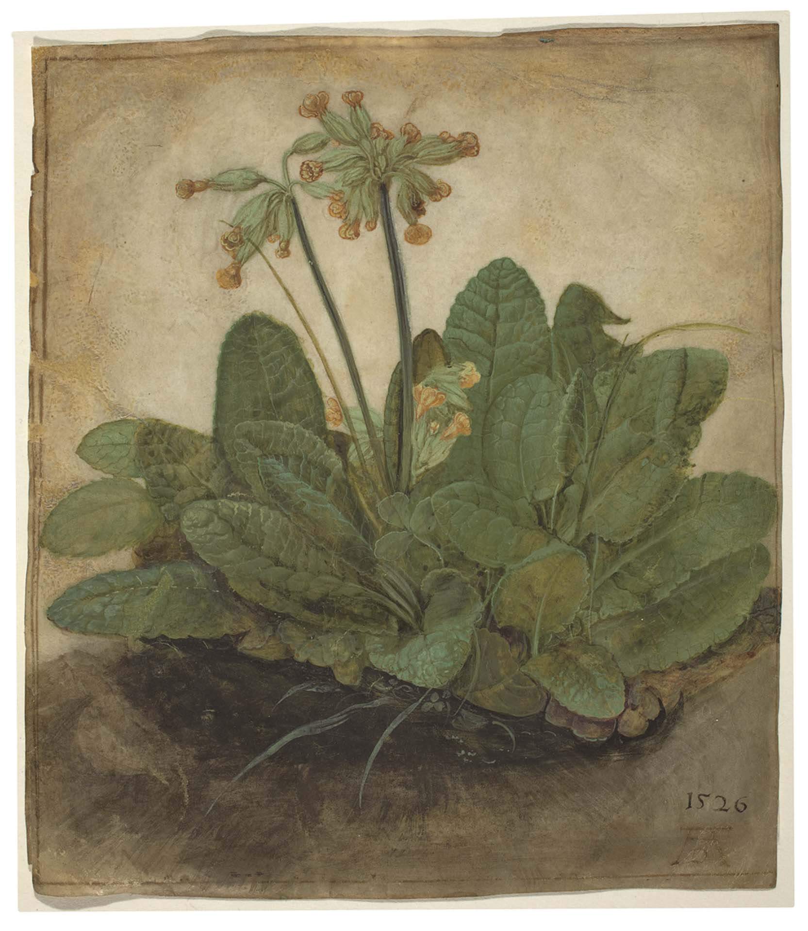 阿爾布雷希特．杜勒（Albrecht Dürer）的牛皮紙上水粉畫，《一簇黃牛草》（Tuft of Cowslips），繪於1526年 ，現藏於美國國家美術館。（Public Domain）