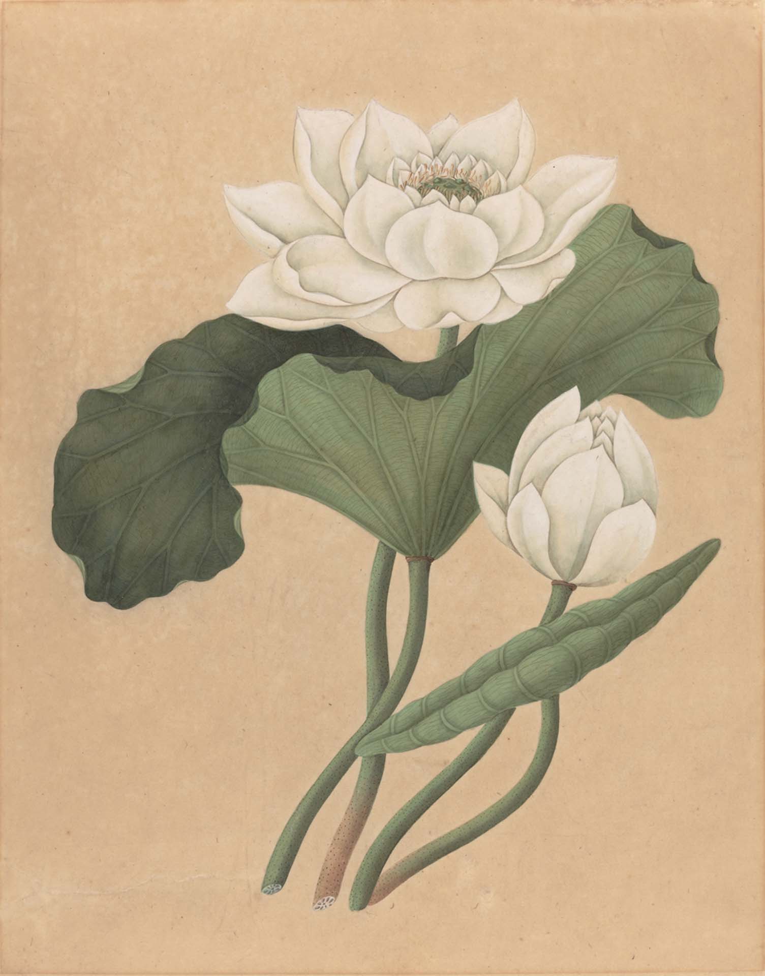 「東印度蓮花」（Nelumbo nucifera），19世紀末繪於東方紙上的水粉畫，現藏於美國國家美術館。（Public Domain）