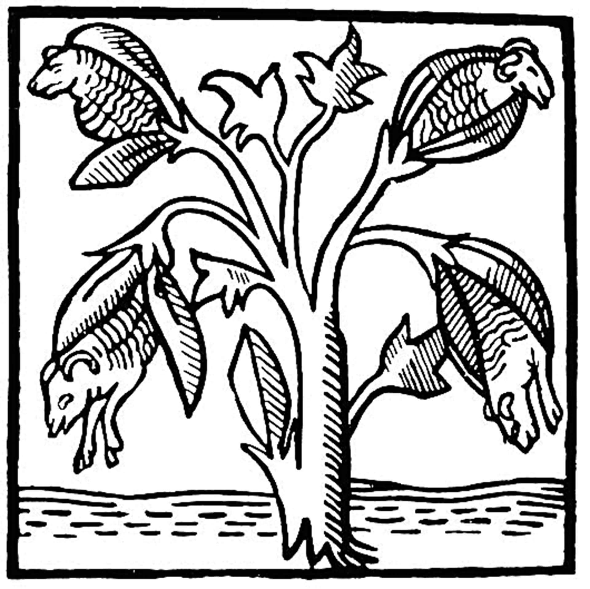 《曼德威爾遊記》中紀錄的植物羊。（Public Domain）