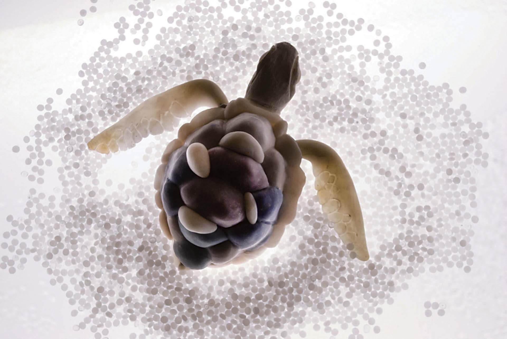 蘋娜．尤達斯援引了共生理論推想出未來的生物與器官，創造出揉雜了食用塑膠的微生物，以及吸收塑膠轉化成生物組織的新物種。（©Pinar Yoldas）