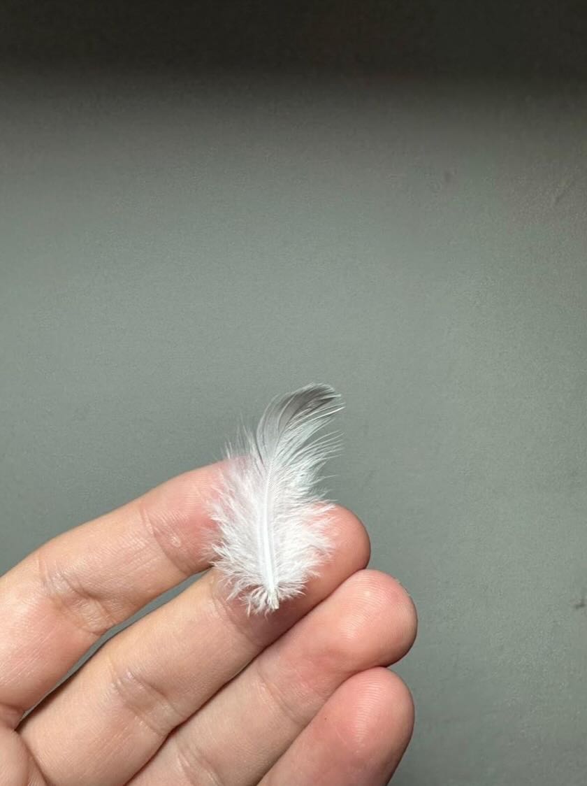當李立中將鴿子抱出來的時候，掉下了一根羽毛。謝以恭提供。