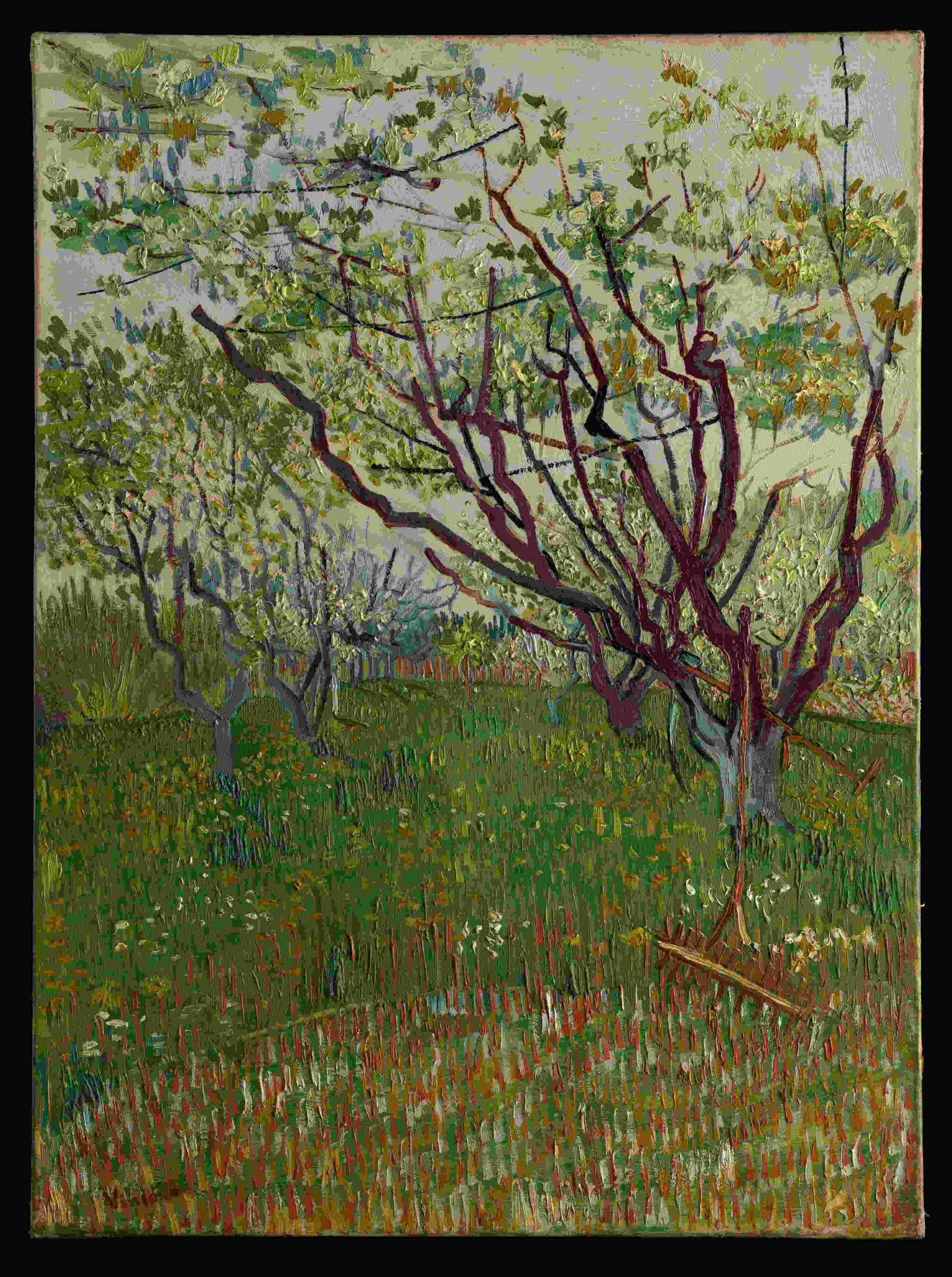 文森·梵谷，《花朵盛開的果園》，1888。 (圖／美國大都會博物館。)© The Metropolitan Museum of Art_4_Vincent Van Gogh_The Flowering Orchard_imageimage…