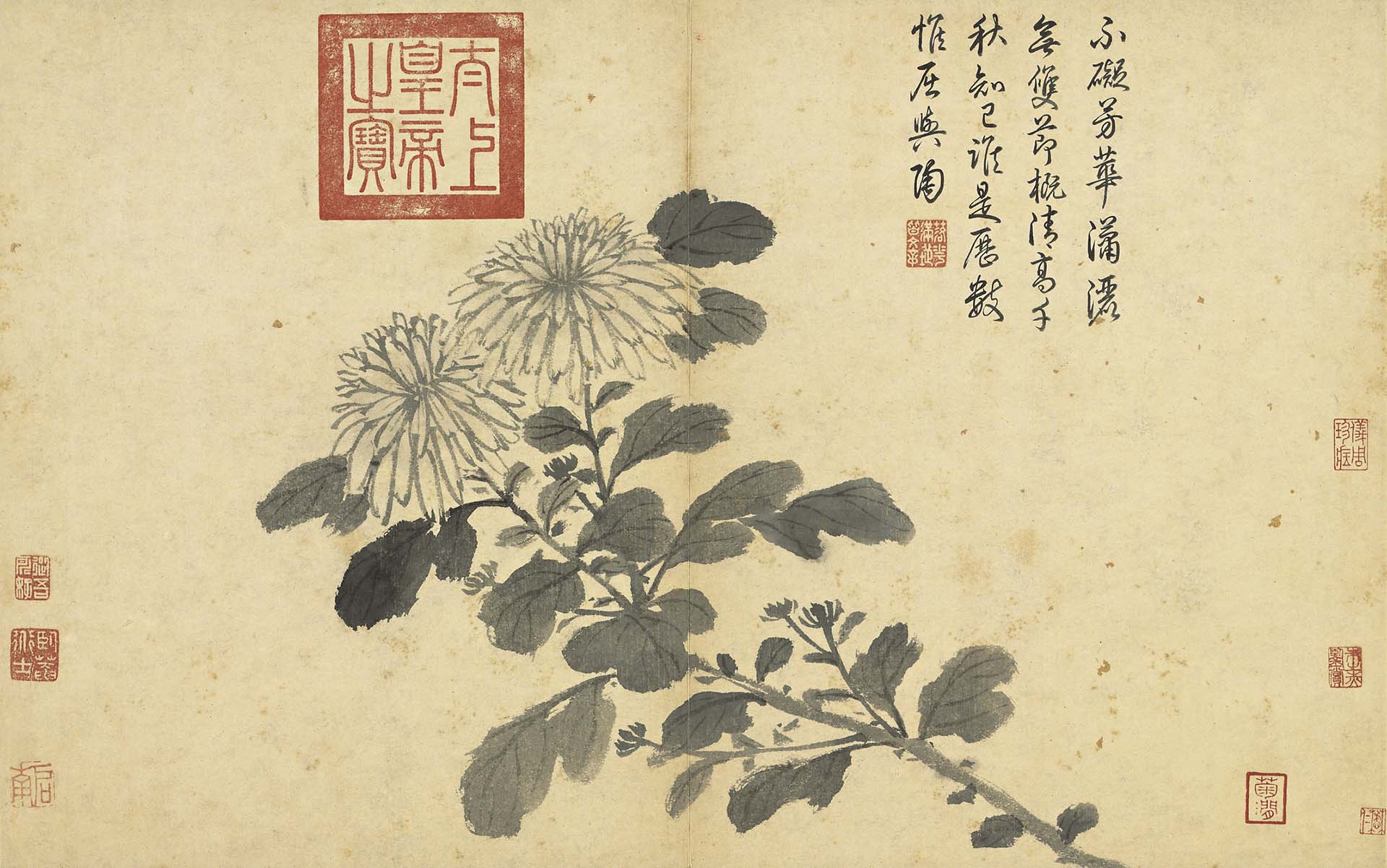 國寶 明 沈周《寫生》冊〈菊〉，34.7×55.1公分，紙本水墨，國立故宮博物院藏。©國立故宮博物院Open Data