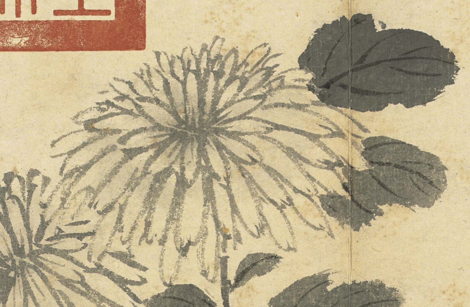 國寶 明 沈周《寫生》冊〈菊〉繁複的花瓣採用雙鉤方式一次完成。©國立故宮博物院Open Data