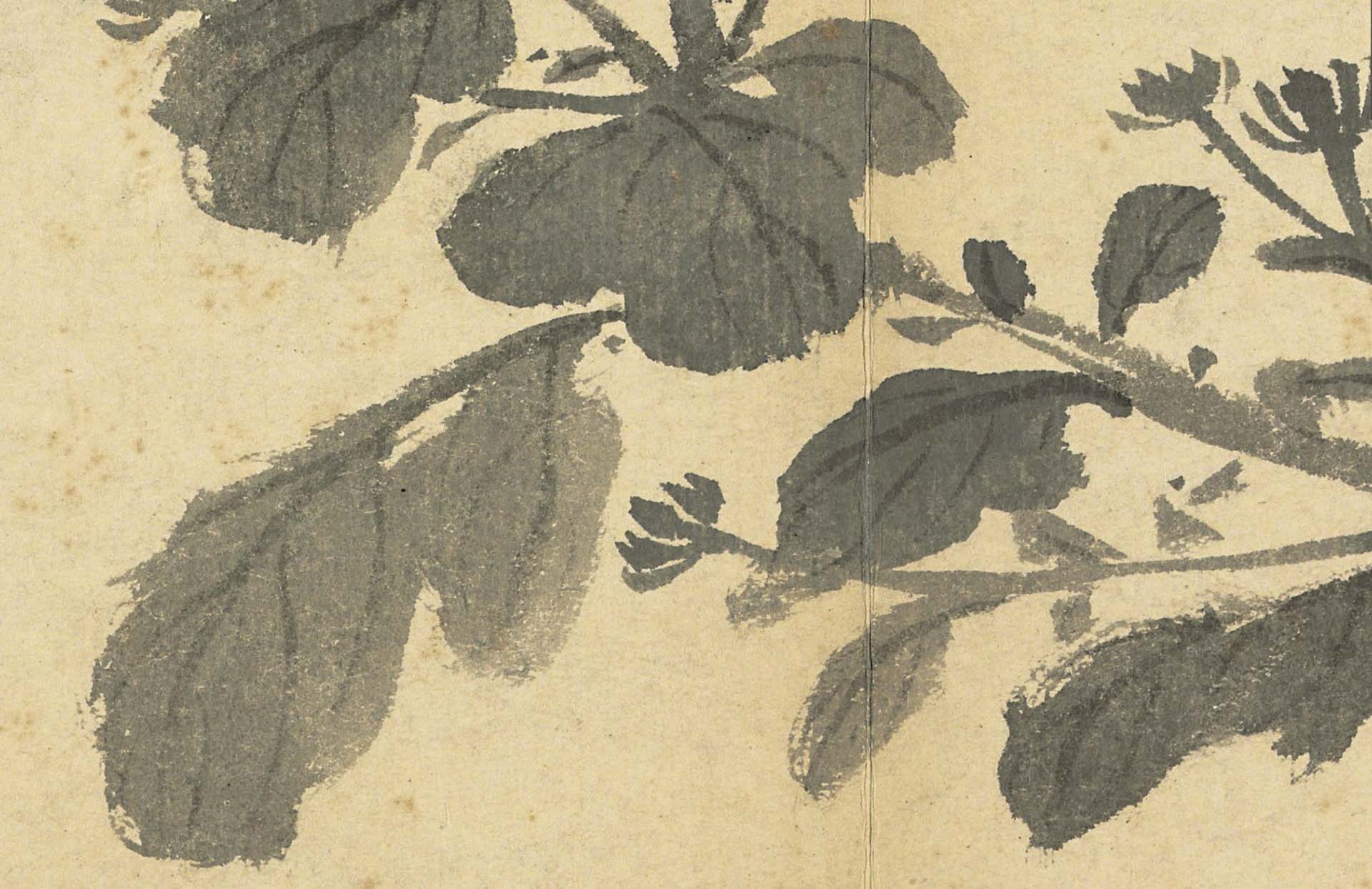 國寶 明 沈周《寫生》冊〈菊〉葉子不同深度的空間層次變化。©國立故宮博物院Open Data
