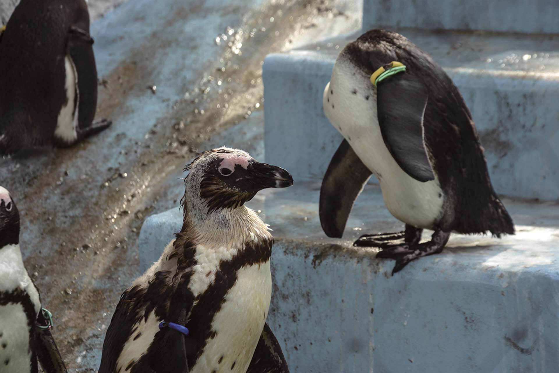 動物經常被置於無法回應的處境中，成為符號、標本或娛樂對象，逐漸脫離其作為生命主體的本質。圖為2018年，拍攝於日本動物園內的企鵝。（攝影／劉耀鈞）