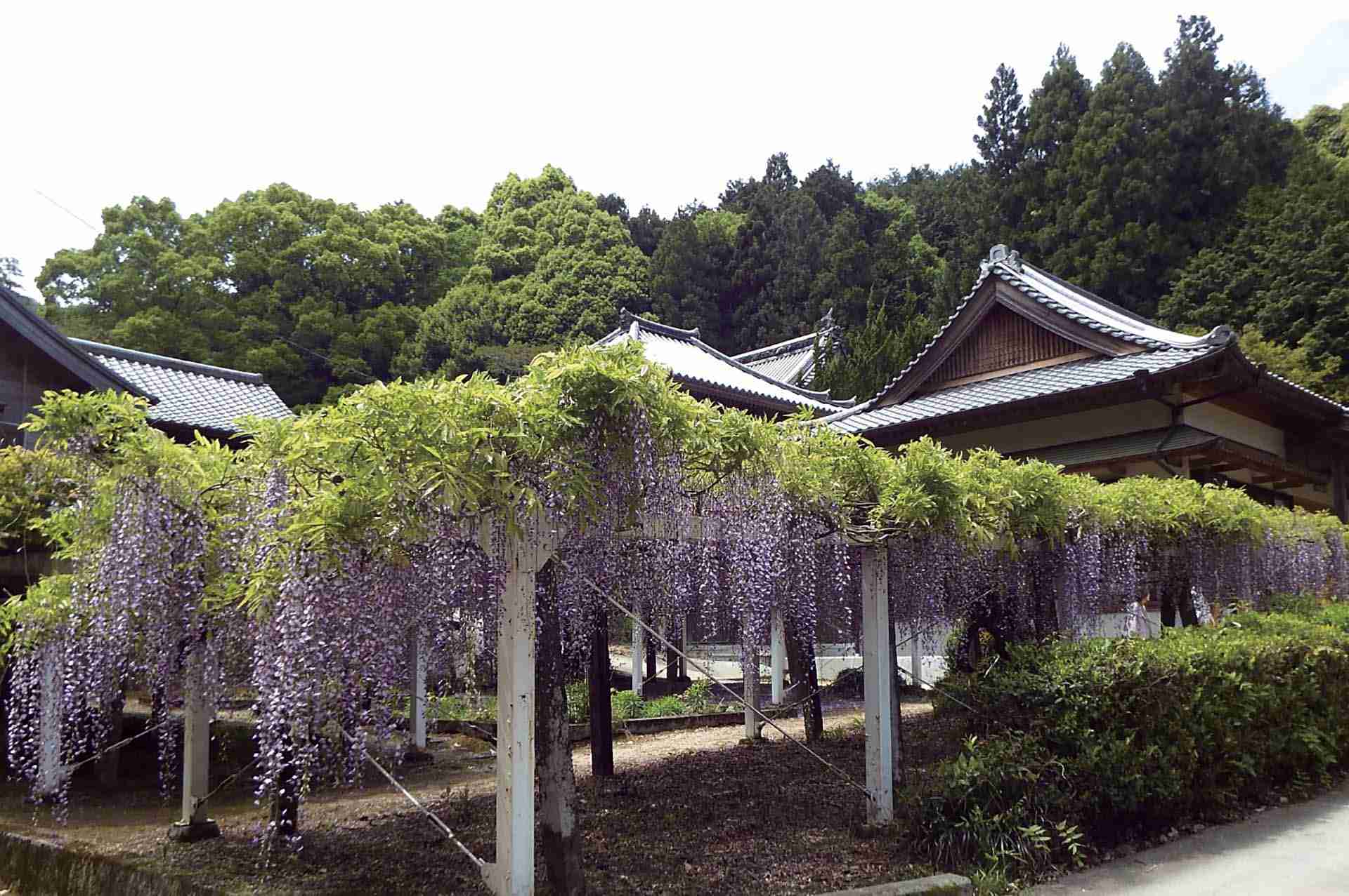 葛井寺藤架一隅。圖取自Wikimedia Commons。© Dokudami