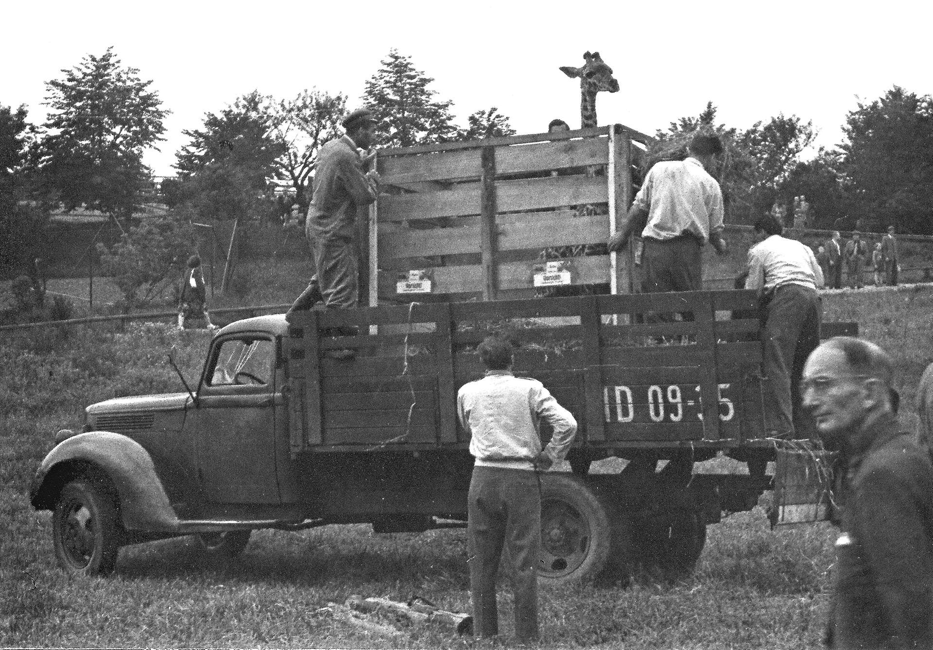 1954年在一個2.2 x 1.2 x 2.4公尺的木箱中,長頸鹿蘭卡(Lenka)從火車站被貨車載往布拉格動物園(Zoo Praha)。(© Luděk Dobroruka, archiv Zoo Praha)