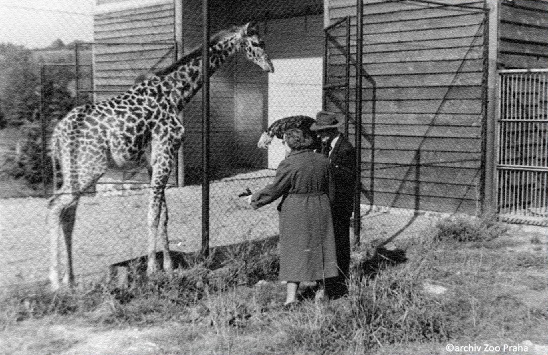 被馴養在動物園柵欄內的蘭卡只存活了兩年。(©archiv Zoo Praha)