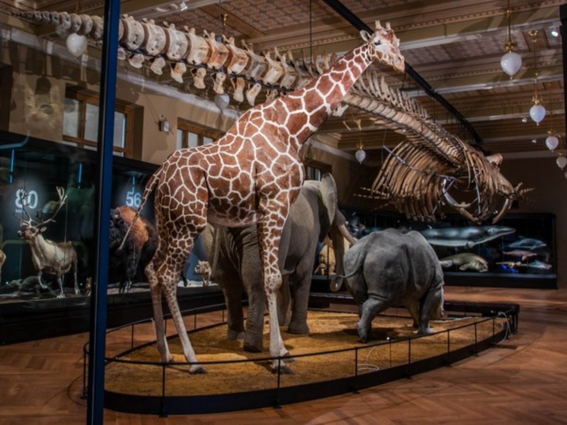 蘭卡作為標本在捷克國家博物館(National Museum in Prague)展出直到2000年,被一隻更大的雄性長頸鹿取代。圖為目前哺乳類展區中的長頸鹿標本。(©National Museum archives)