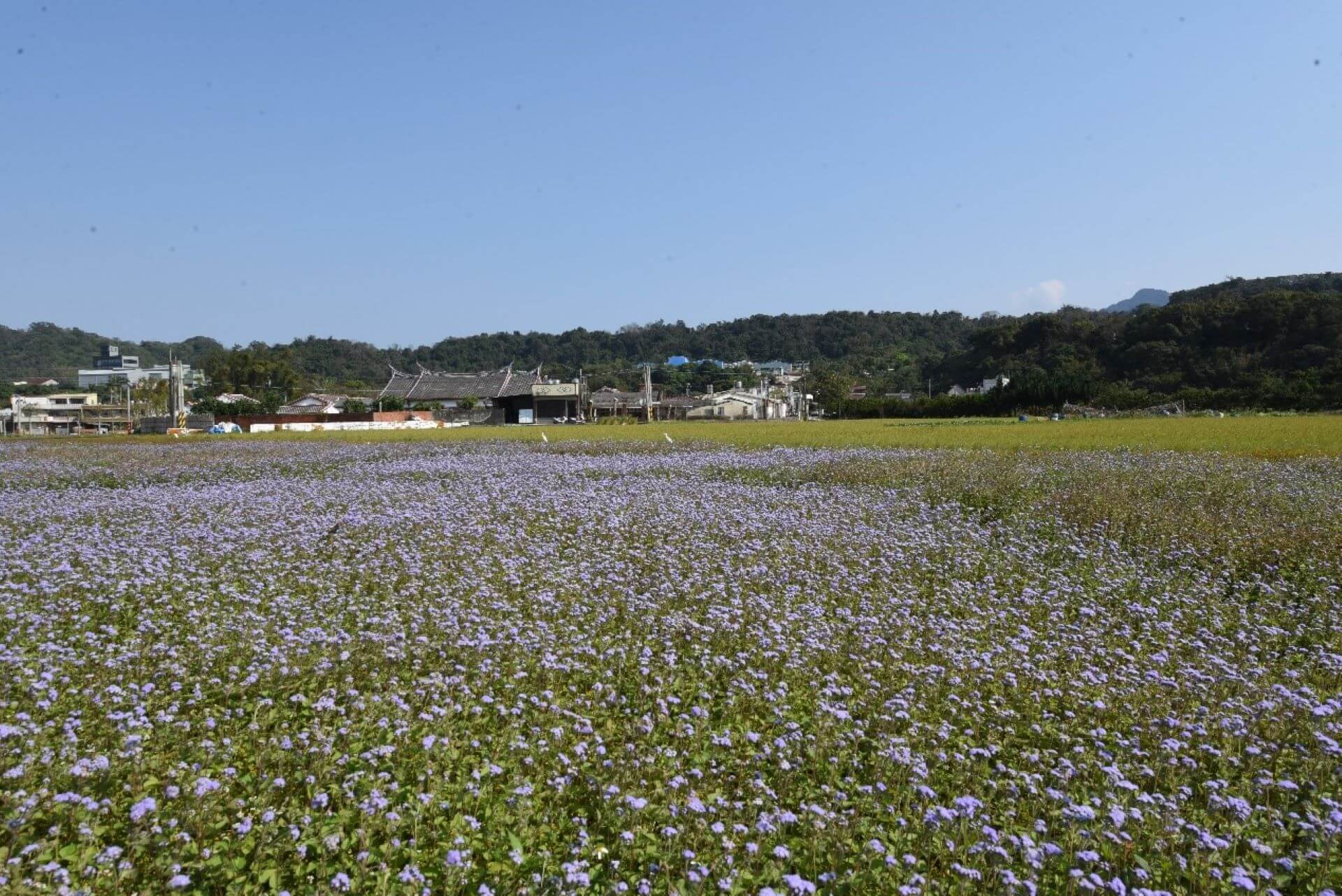 桃園大溪李騰芳古宅,李家祖籍福建韶安,屬於漳州客家,進入李家聚落前,花草如茵,經常讓人以為這是詩情畫意的客庄。(攝影/蕭文杰)