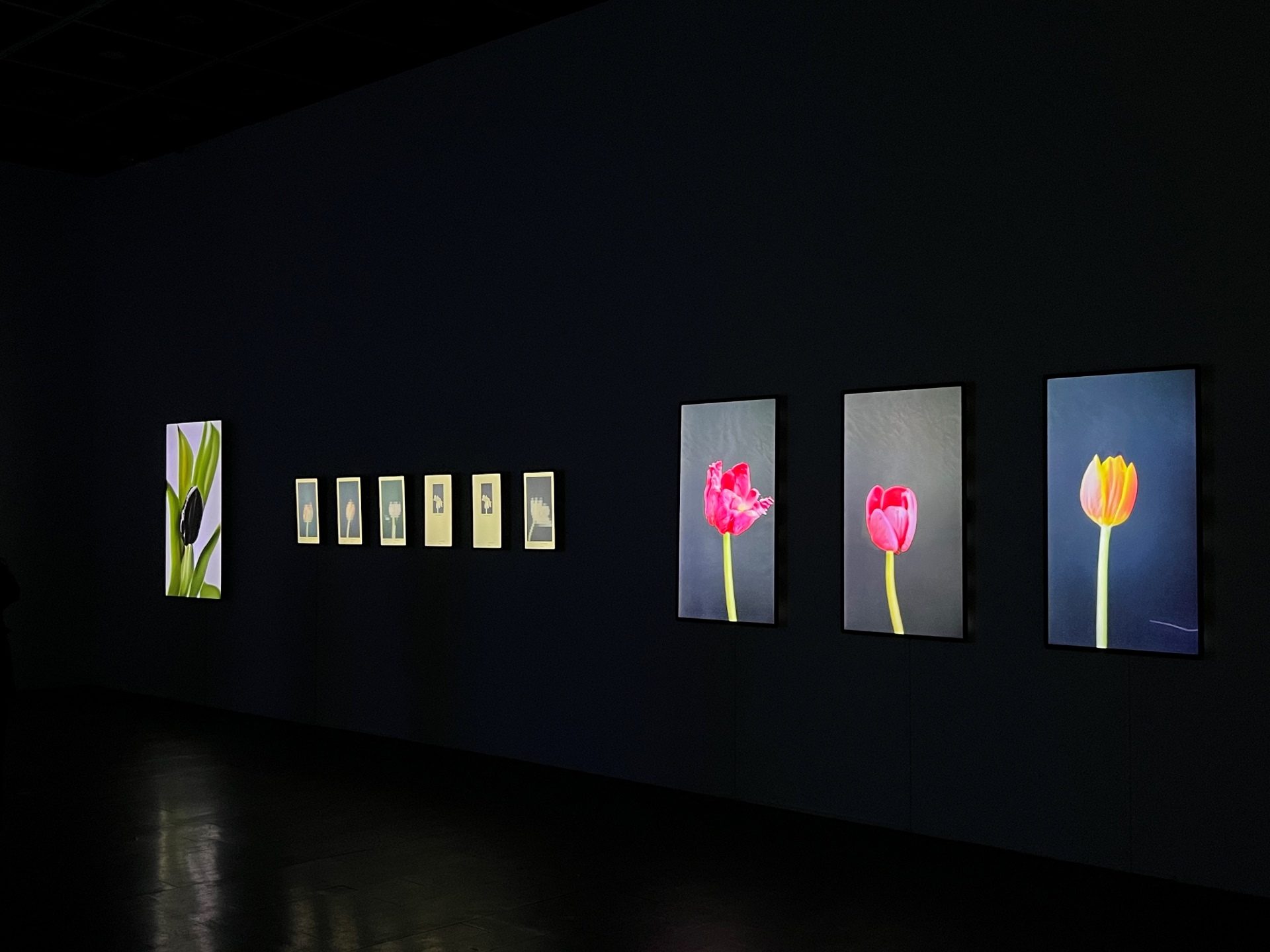 安娜.瑞德勒作品《花葉病毒》、《花的拍賣》曾於台北當代藝術館「你好!人類」中展出。(攝影/章郡榕)
