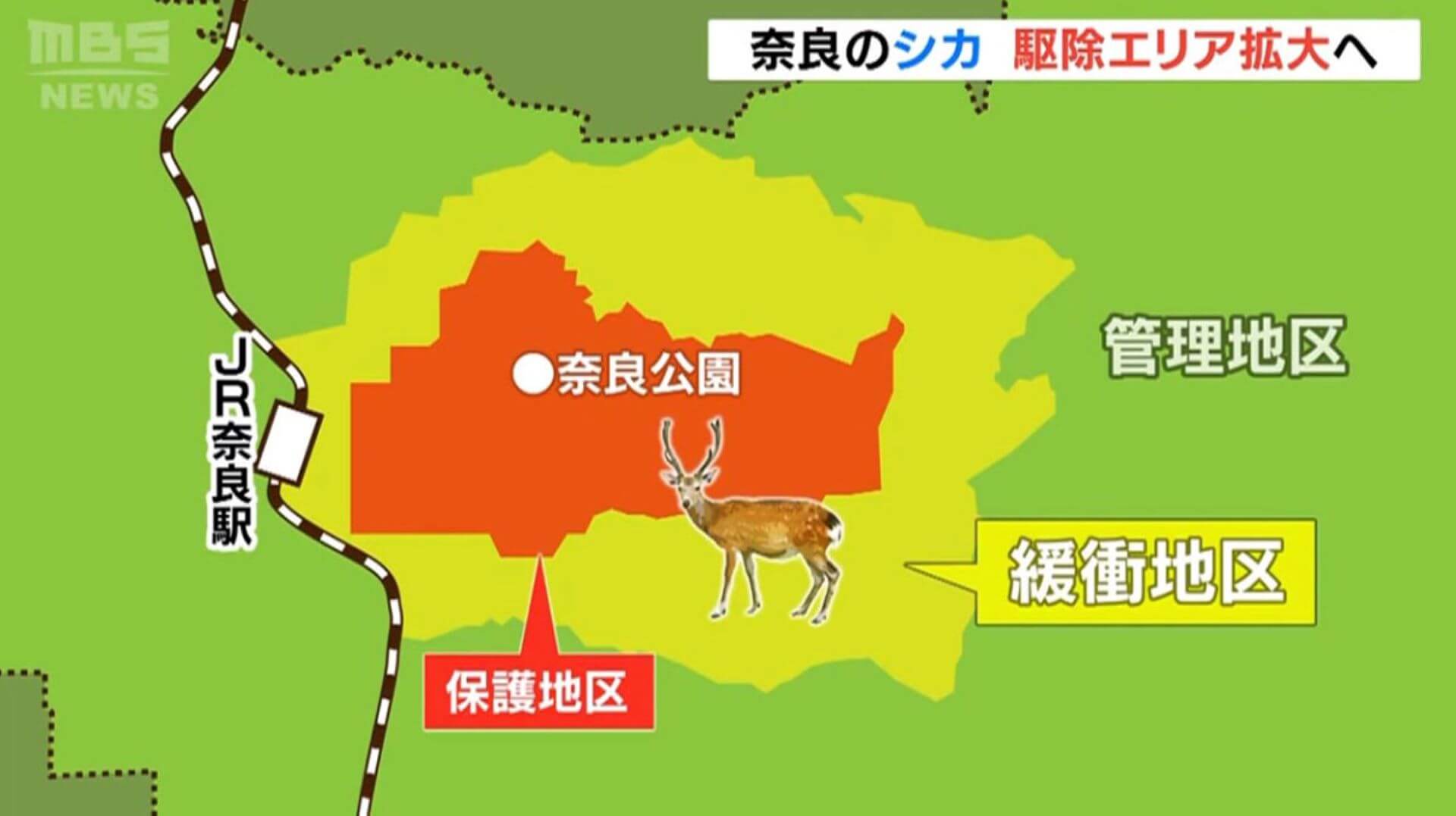 根據報導，如今奈良鹿的管理分為三區，奈良公園及其周邊地區為保護區；下一層的緩衝區內，因捕捉、管理進入農田而受傷或造成滋擾的野鹿；緩衝區外則是管理區，每年約有180隻野鹿被撲殺，以防止其破壞農作物。（轉引自動物友善網）
