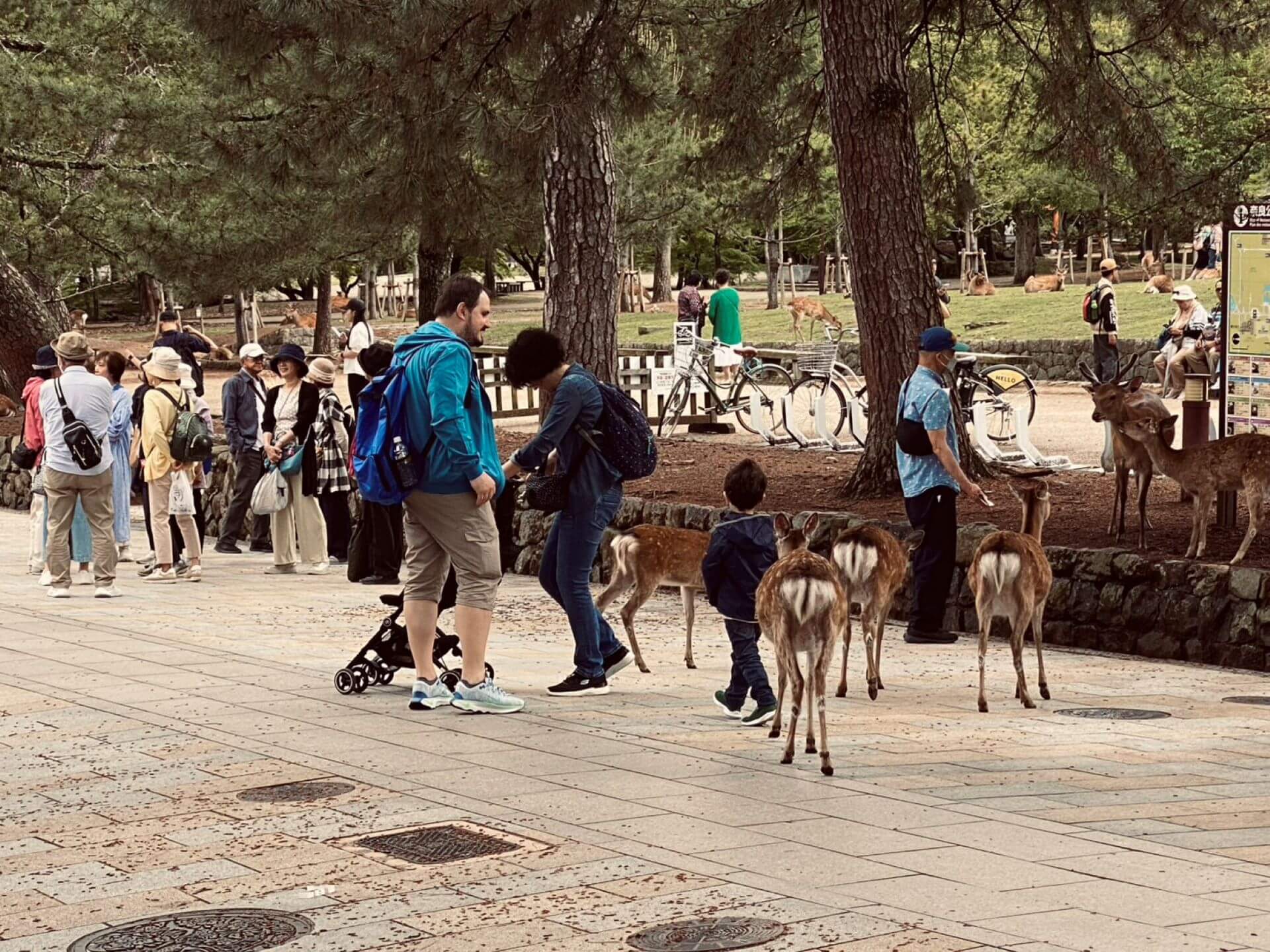 奈良公園的觀光客與鹿群。（攝影／劉錡豫）