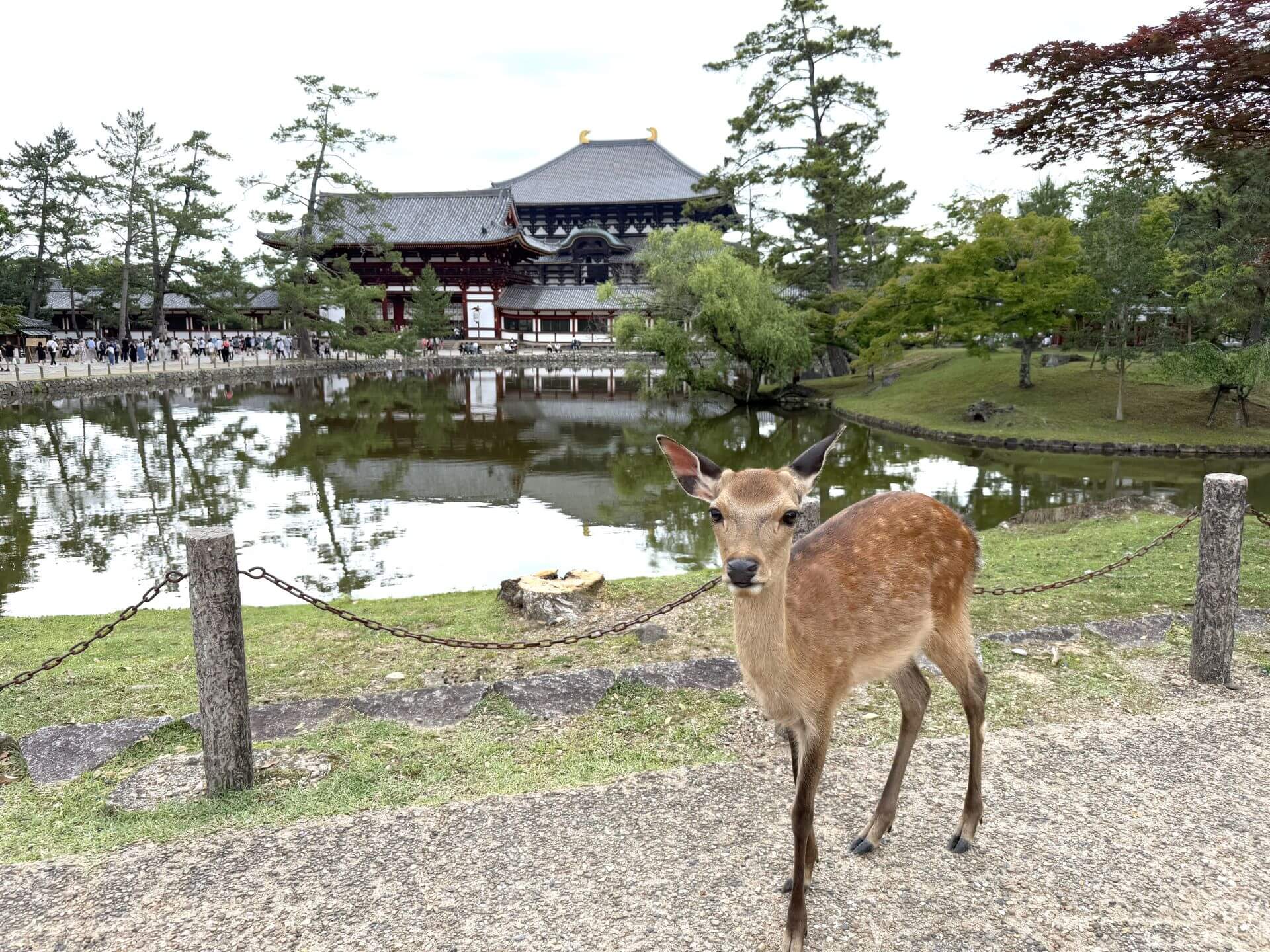 2025年6月東大寺鏡池附近的奈良鹿。（攝影／朱佑霖）