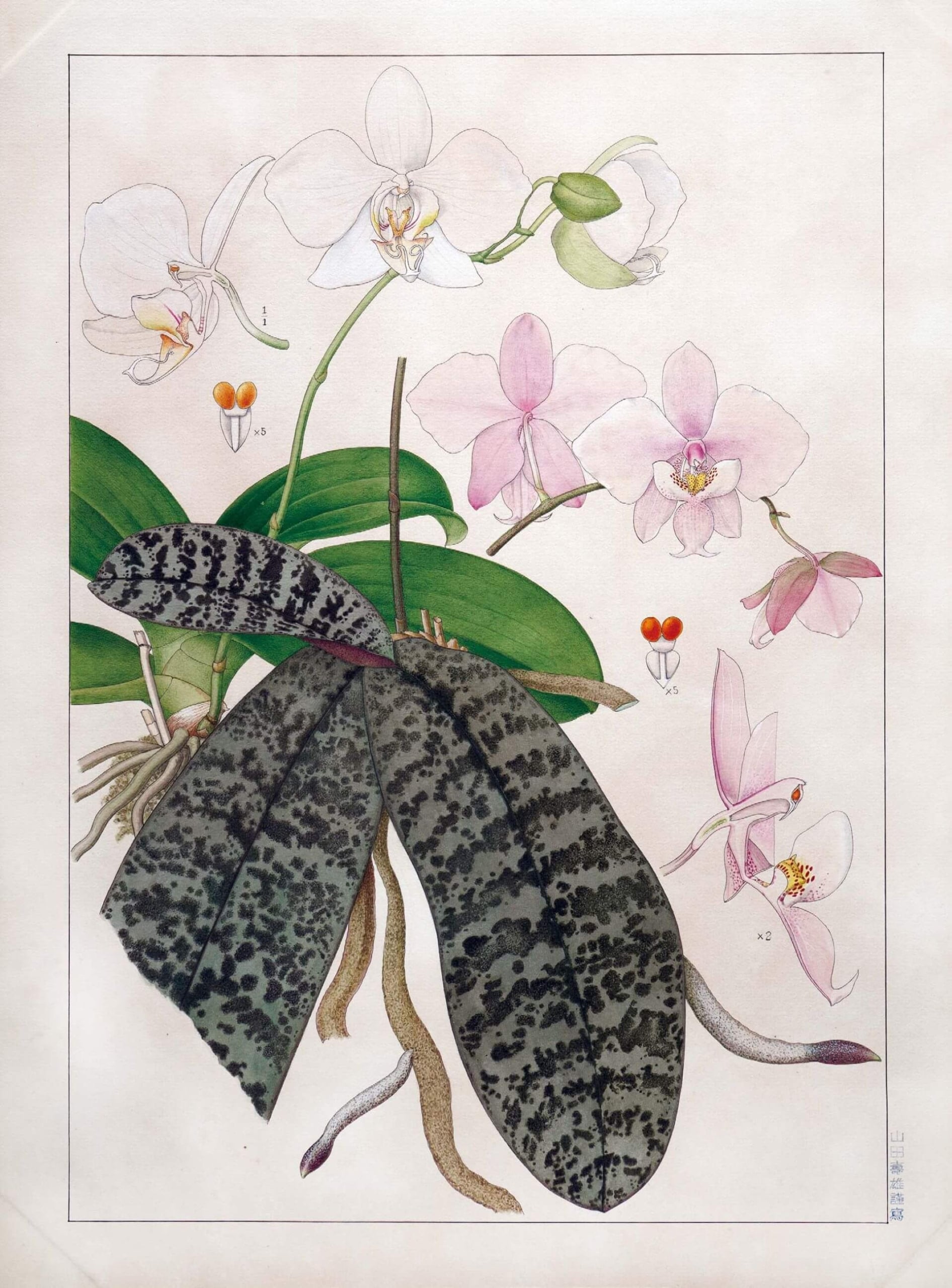 山田壽雄,《蝴蝶蘭》(左|《臺灣蝴蝶蘭》〔Phalaenopsis aphrodite Rchb.f. subsp. formosana E.A.Christenson〕、右|《虎斑蝴蝶蘭》〔Phalaenopsis schillerian…