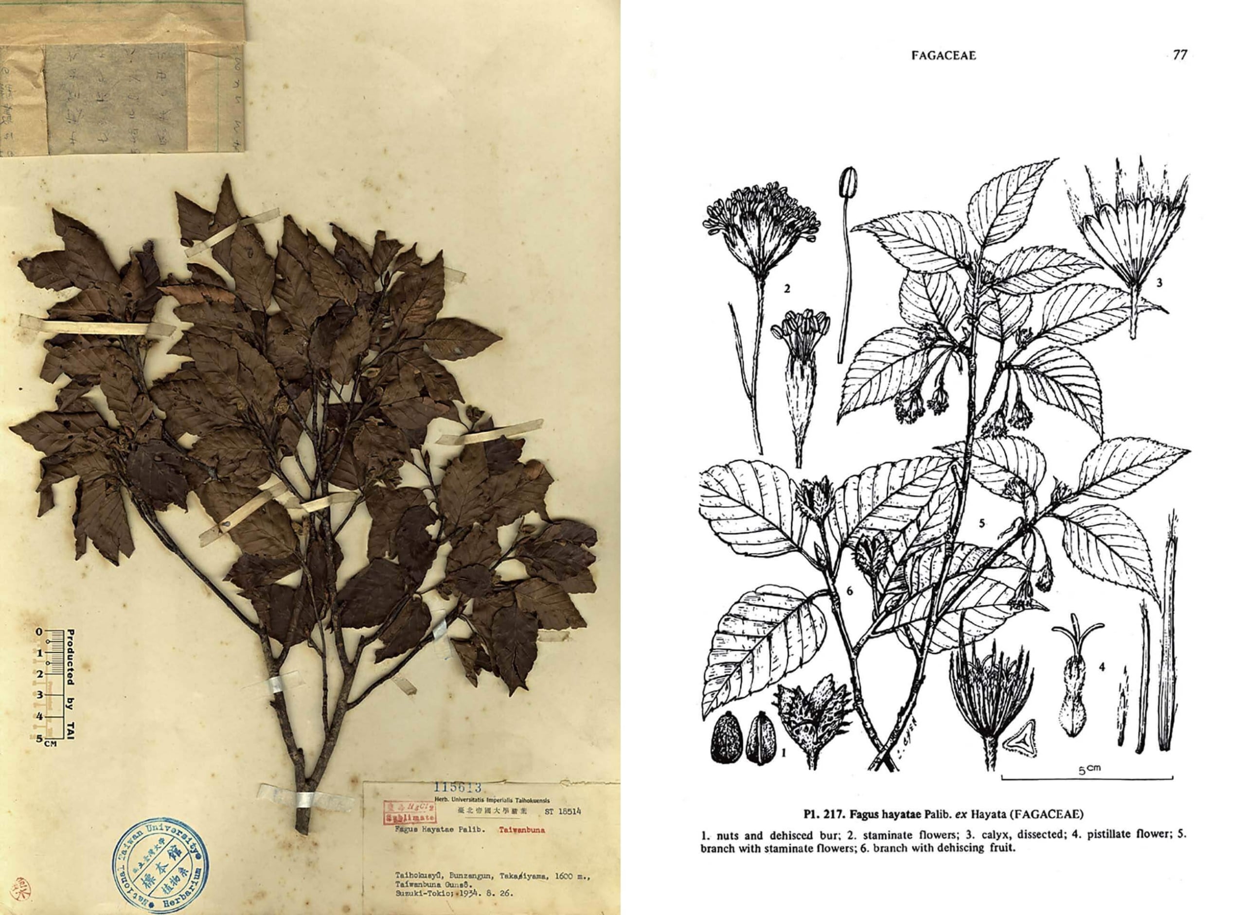 圖9 植物科學繪圖需遵守植物型態與分類學的規範,「台灣水青岡」與「台灣水青岡」科學繪圖對照之下,可見科學繪圖的嚴格規範。圖/臺大植物標本館。
