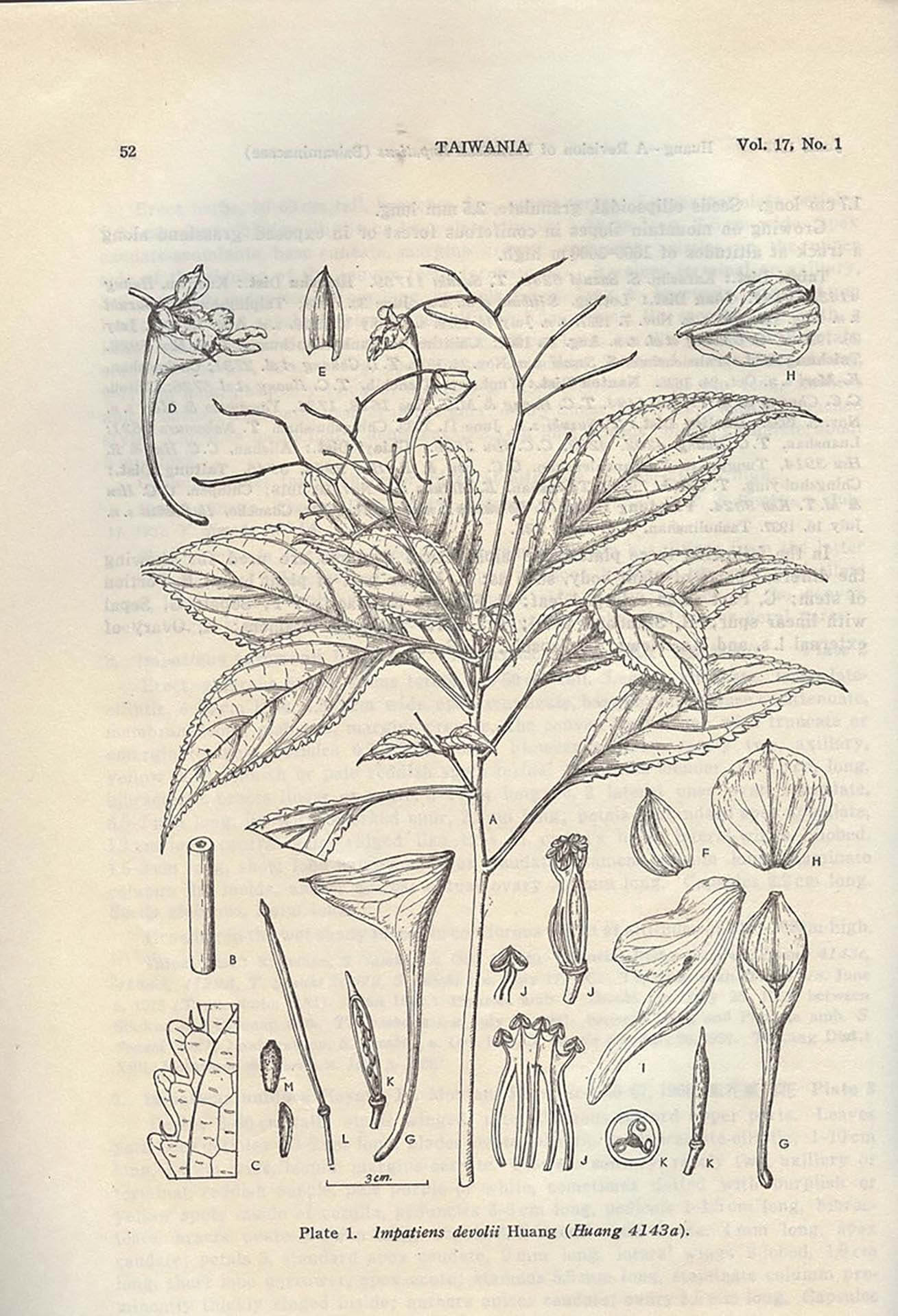 圖7 《臺灣植物誌》中「棣慕華鳳仙花」科學繪圖。此為臺灣特有種植物,為1973年臺大植物系教授黃增泉於觀霧大鹿林道樂山支線發現,以對臺灣植物分類極有貢獻之棣慕華教授之姓命名。圖/臺大植物標本館。