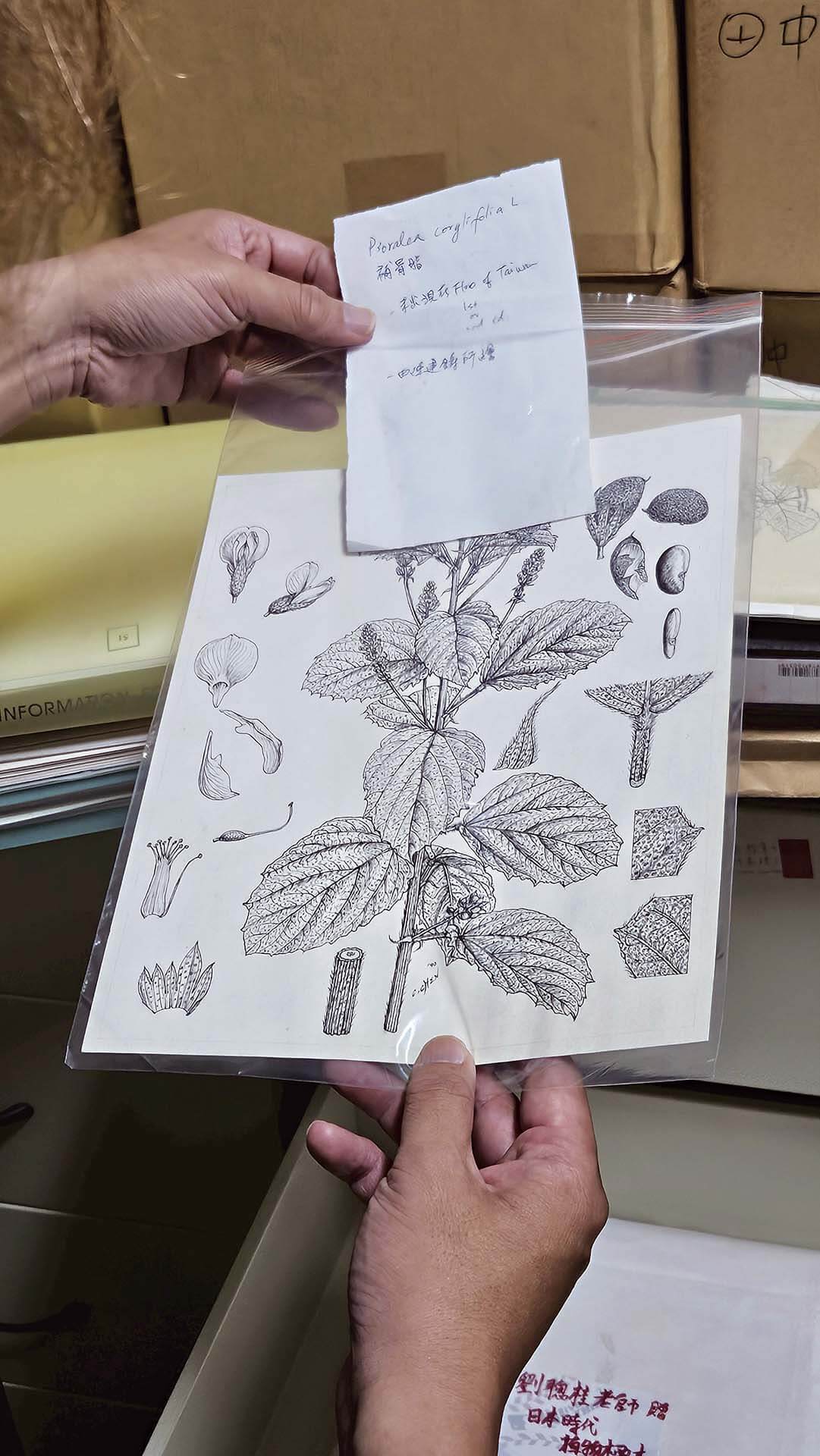 圖 8 臺大植物標本館所藏陳建鑄手繪之補骨脂科學繪圖,下方「C. CHEN」為陳建鑄簽名。(攝影/曾信容)
