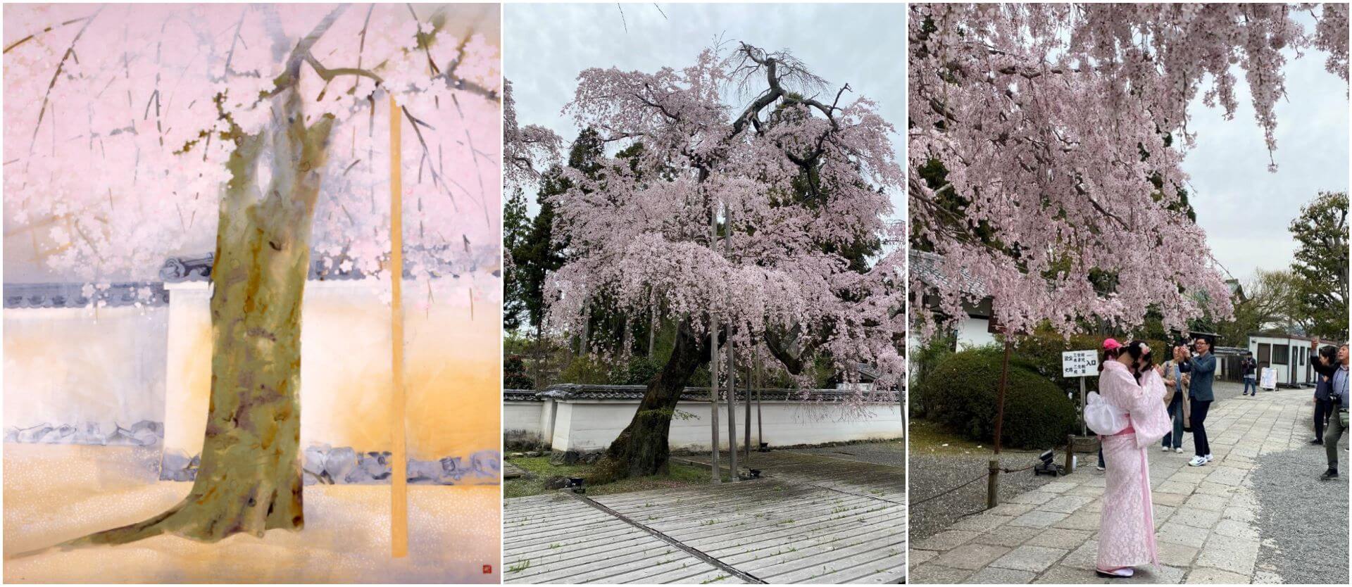 太閣垂枝櫻不只吸引遊客，也成為藝術家的靈感來源。左圖：奥村土牛(1889~1990) 《醍醐》1972年，紙本彩色，山種美術館藏。（©山種美術館藏）右圖：醍醐寺三寶院內的太閣垂枝櫻，已有百歲樹齡。（攝影／朱佑霖）