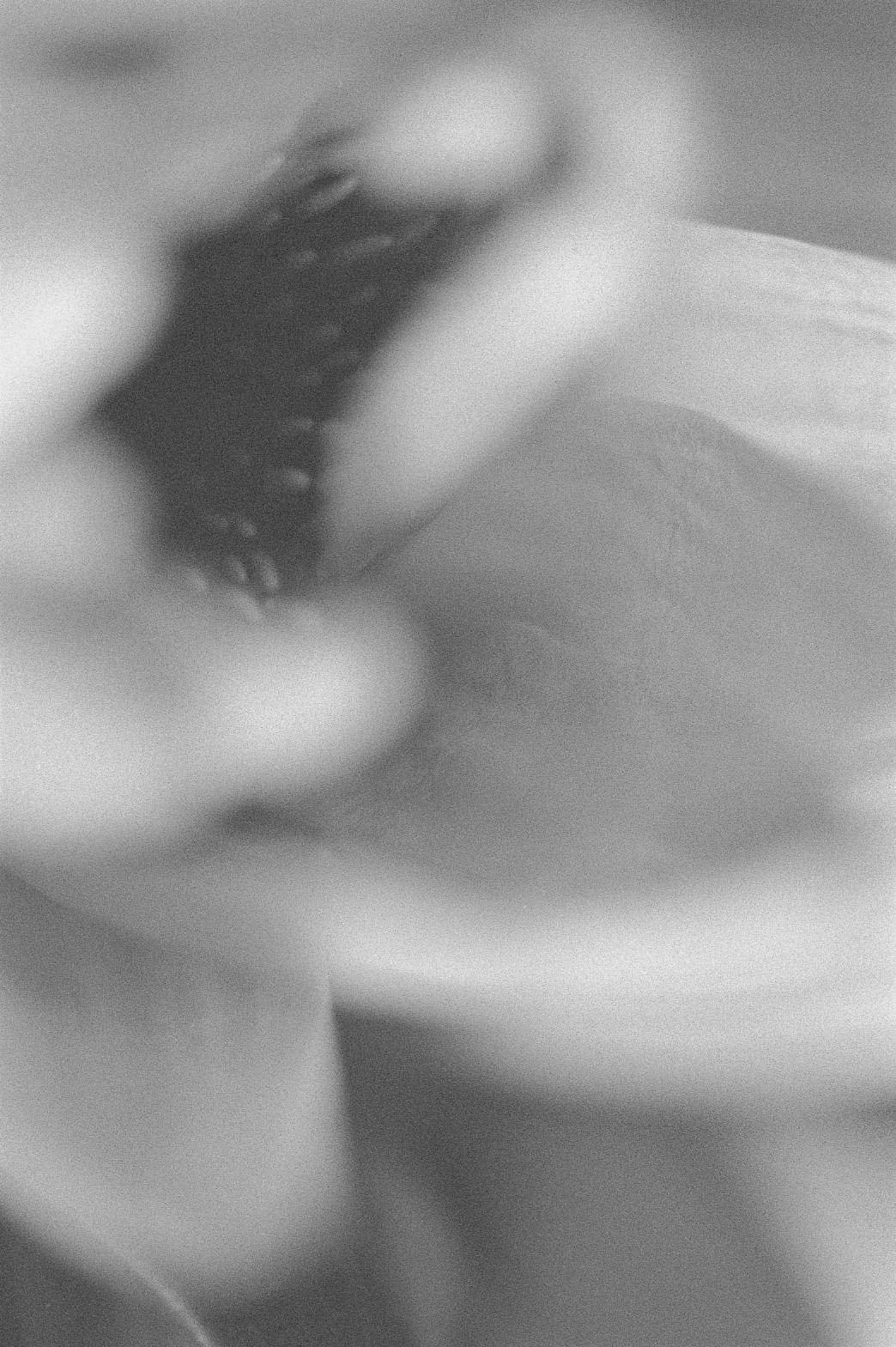 &nbsp;葉怡暄，《花隱 (模糊, Indistinctness #8)》（2002），30.48×45.72cm。（藝術家提供）