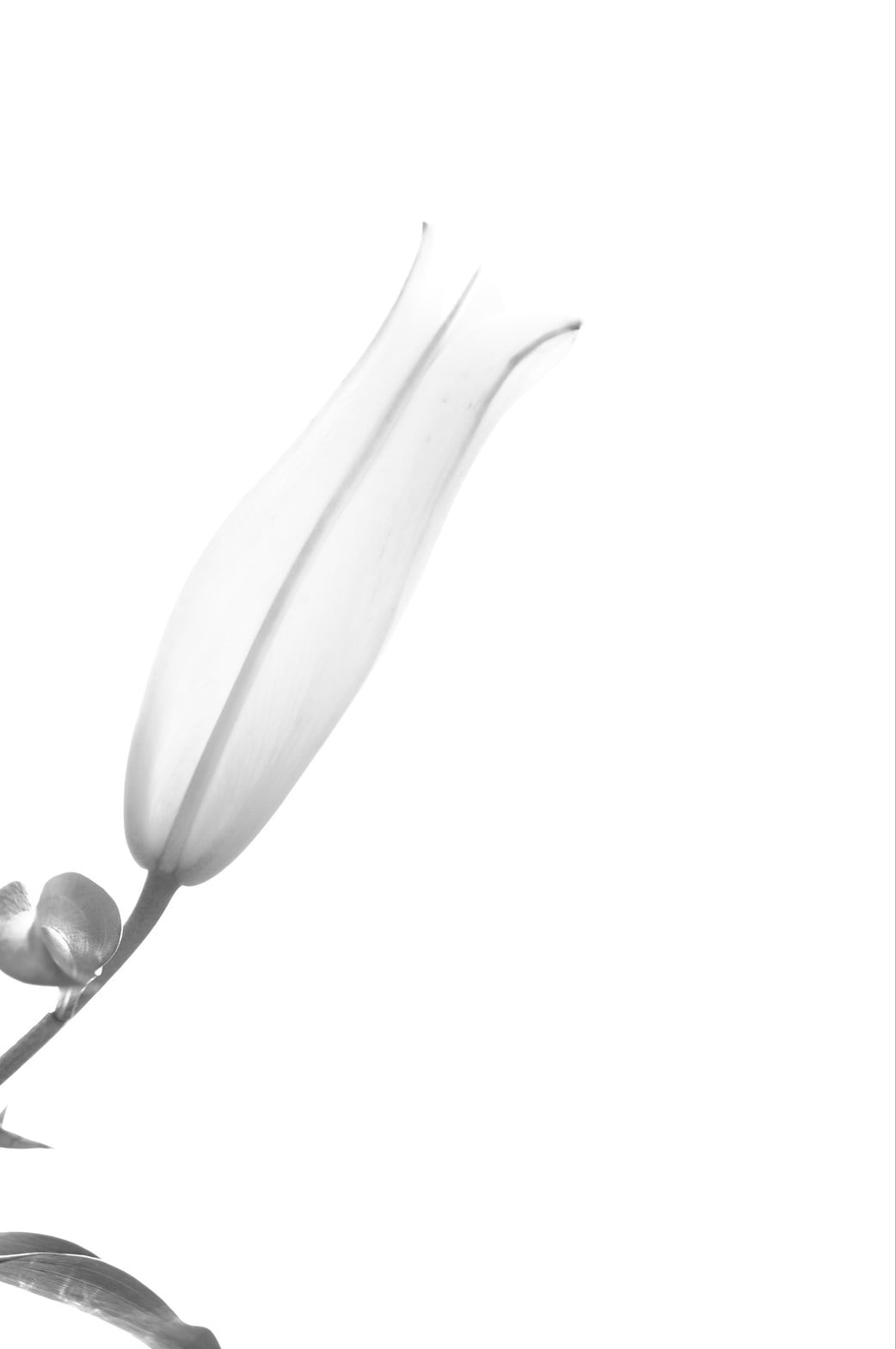 葉怡暄，《花則》（Blossom Norm，2020），20.47×30.48cm。（藝術家提供）