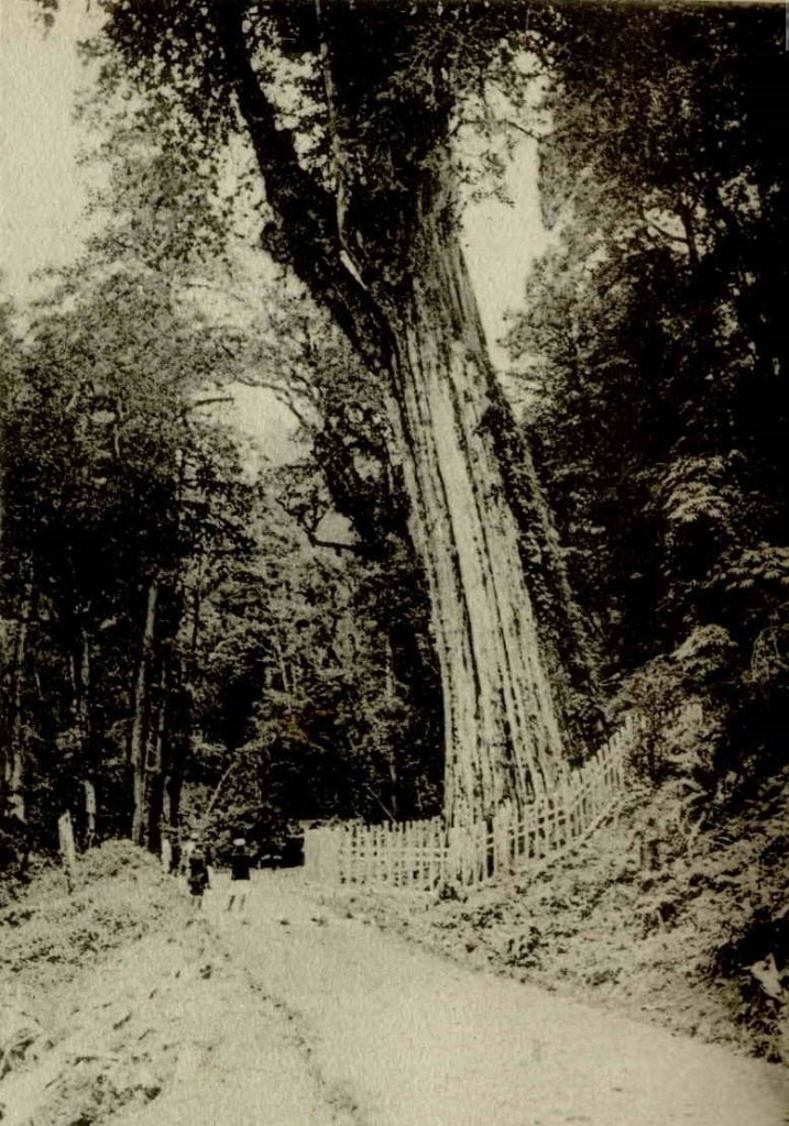 阿里山神木，刊載於《記念臺灣寫真帖》（臺北：臺灣總督府民政部，1915），國立臺灣圖書館提供。