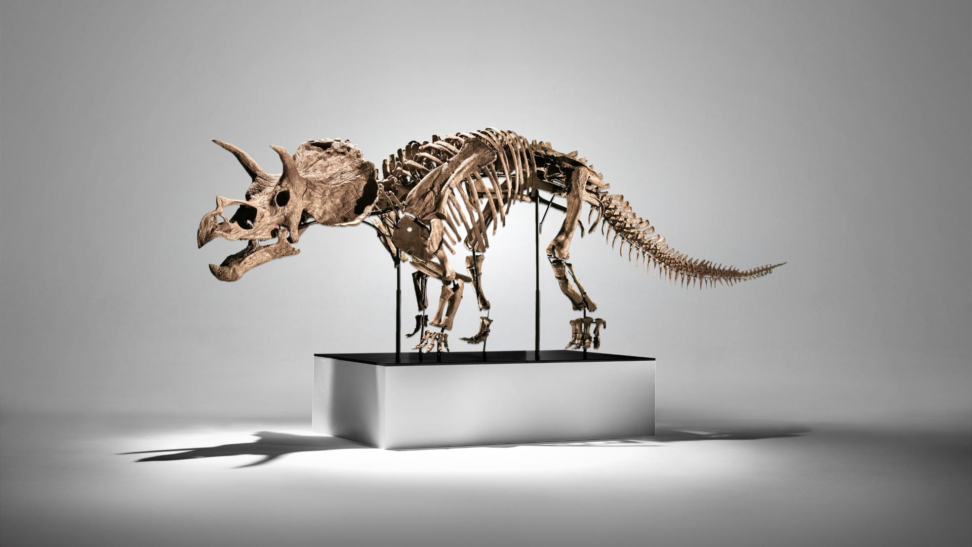 三角龍骨骼化石《CERA – Juvenile Triceratops Skeleton》拍出537.7萬美元成交價。（富藝斯提供）